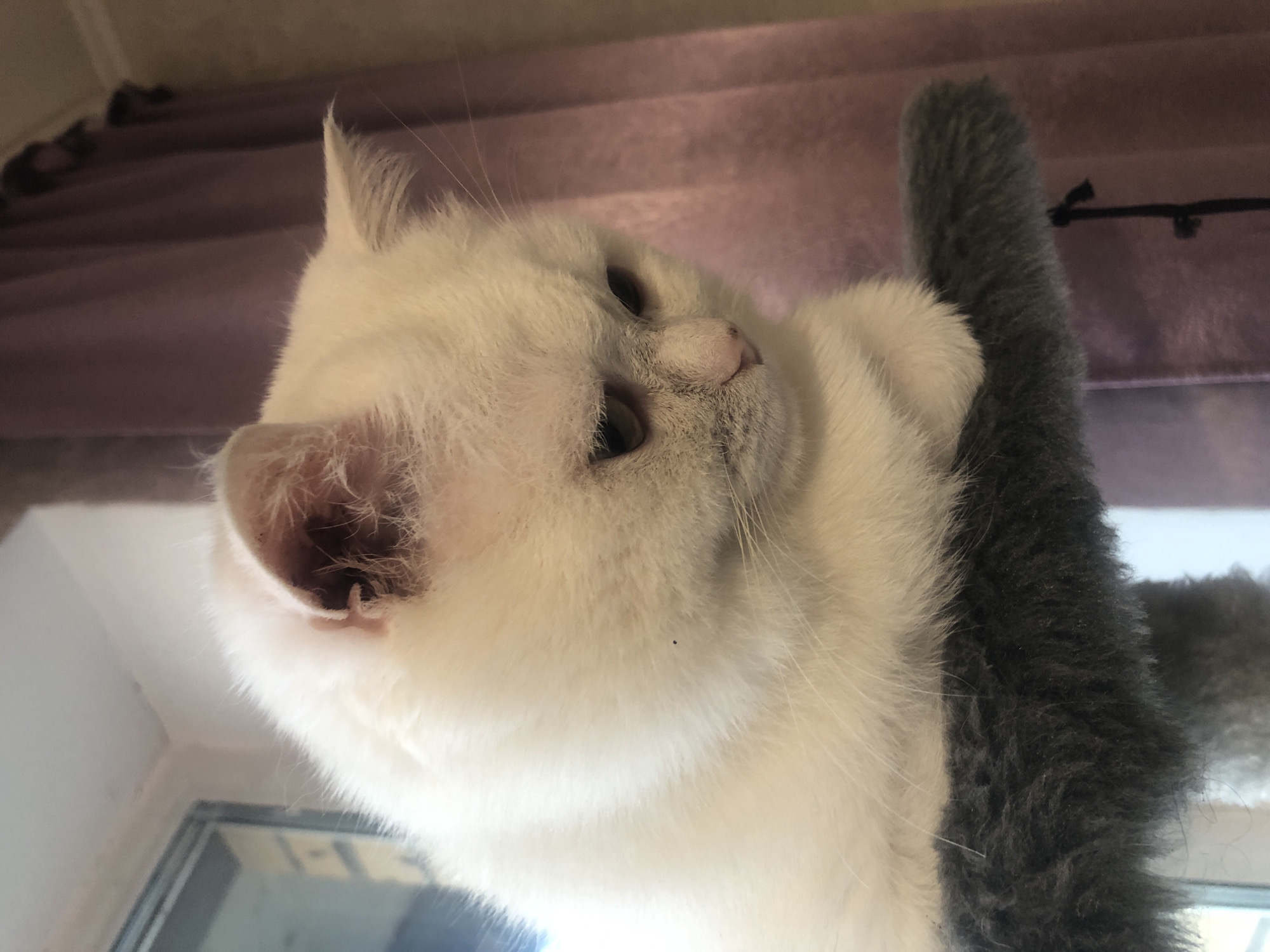 An indoor close-up shot shows a fluffy white cat looking down. The cat is sitting on a gray, fuzzy surface, possibly a cat tree. The cat has green eyes, a pink nose, and a slightly serious expression. Behind the cat, a dusty purple curtain is visible. The background also includes a window with a view of what appears to be a residential area. The lighting is soft and natural, suggesting it is daytime.