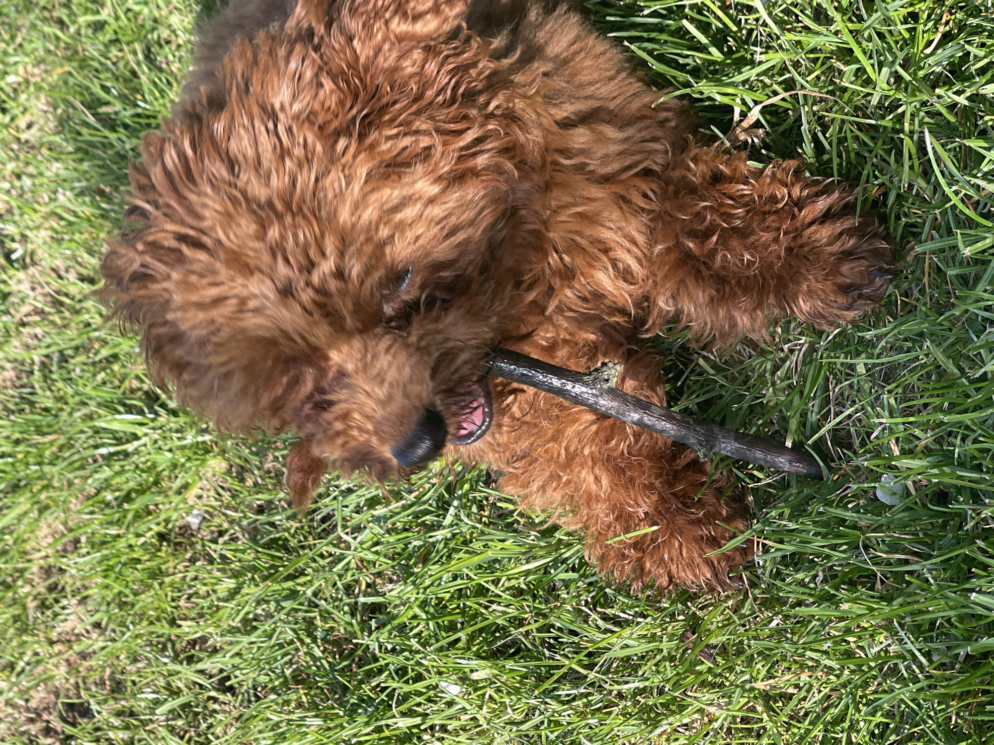 An overhead shot captures a medium-sized dog with curly, reddish-brown fur, possibly a poodle or doodle breed, lying in vibrant green grass under bright daylight. The dog is actively engaged in chewing or playfully holding a dark, gnarled stick in its mouth. Its mouth is slightly open around the stick, revealing its pink tongue and some teeth. The ample sunlight casts distinct shadows, indicating a clear, sunny day. The lush green grass suggests an outdoor setting like a park or a spacious yard. The image is taken from a slightly tilted, high-angle perspective. The dog appears content and playful, fully engrossed with its stick. This outdoor scene is set in Sofia, Bulgaria. There is no visible text.