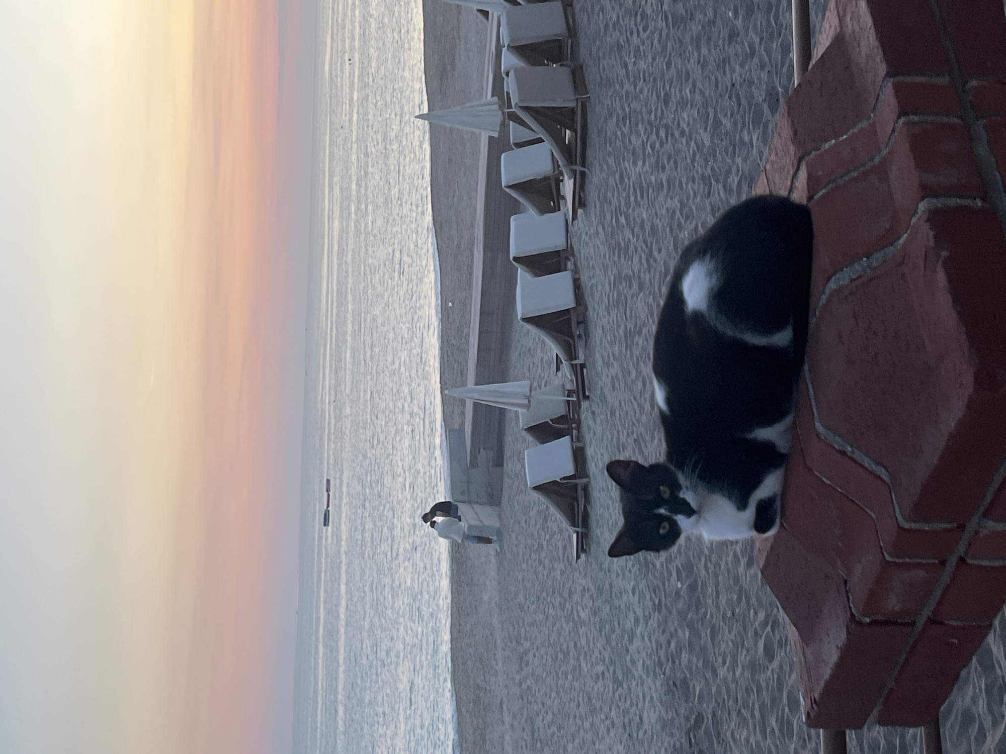 The image, correctly oriented, presents a peaceful coastal scene likely at sunrise or sunset in Alanya, Turkey. In the immediate foreground, positioned on the right side, a black and white cat with green eyes gazes directly at the camera. The cat is situated next to a weathered red brick structure, possibly a pillar or low wall.
Behind the cat, the midground reveals a sandy beach dotted with several rows of white lounge chairs, many accompanied by white parasols, indicating a resort or public beach area. The beach meets a calm, shimmering sea that extends to the horizon. The sky above is adorned with a soft gradient of colors, transitioning from light yellow to gentle orange and pink hues, characteristic of dawn or dusk.
Further out on the water, two small, dark rectangular objects, possibly buoys, are visible. Two indistinct human figures can be seen on the beach near the water's edge, one appearing to stand upright. The overall atmosphere is serene and tranquil, suggesting an uncrowded time of day. No text is visible in the image.