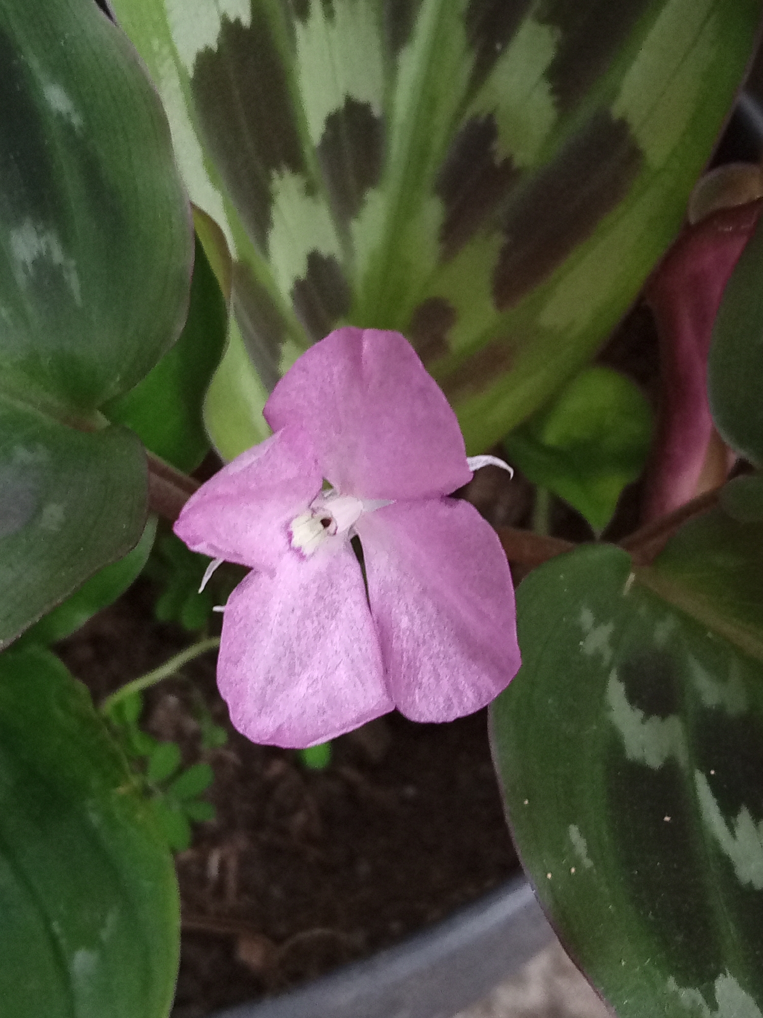 The image shows a close-up of a pink flower with delicate petals, likely a Calathea species, blooming amongst its variegated green and dark green foliage. The flower is centrally positioned, with its petals slightly open, revealing a small, white center. The leaves surrounding the flower exhibit the characteristic patterns of Calathea, with broad, dark green bases and lighter green or yellowish markings. The plant appears to be healthy and well-maintained. The background consists of dark soil in a pot, with hints of other green foliage. The lighting suggests an indoor or shaded outdoor environment. The exact location in Buketteukuh, Indonesia, cannot be determined from the image alone, as it focuses solely on the botanical subject.