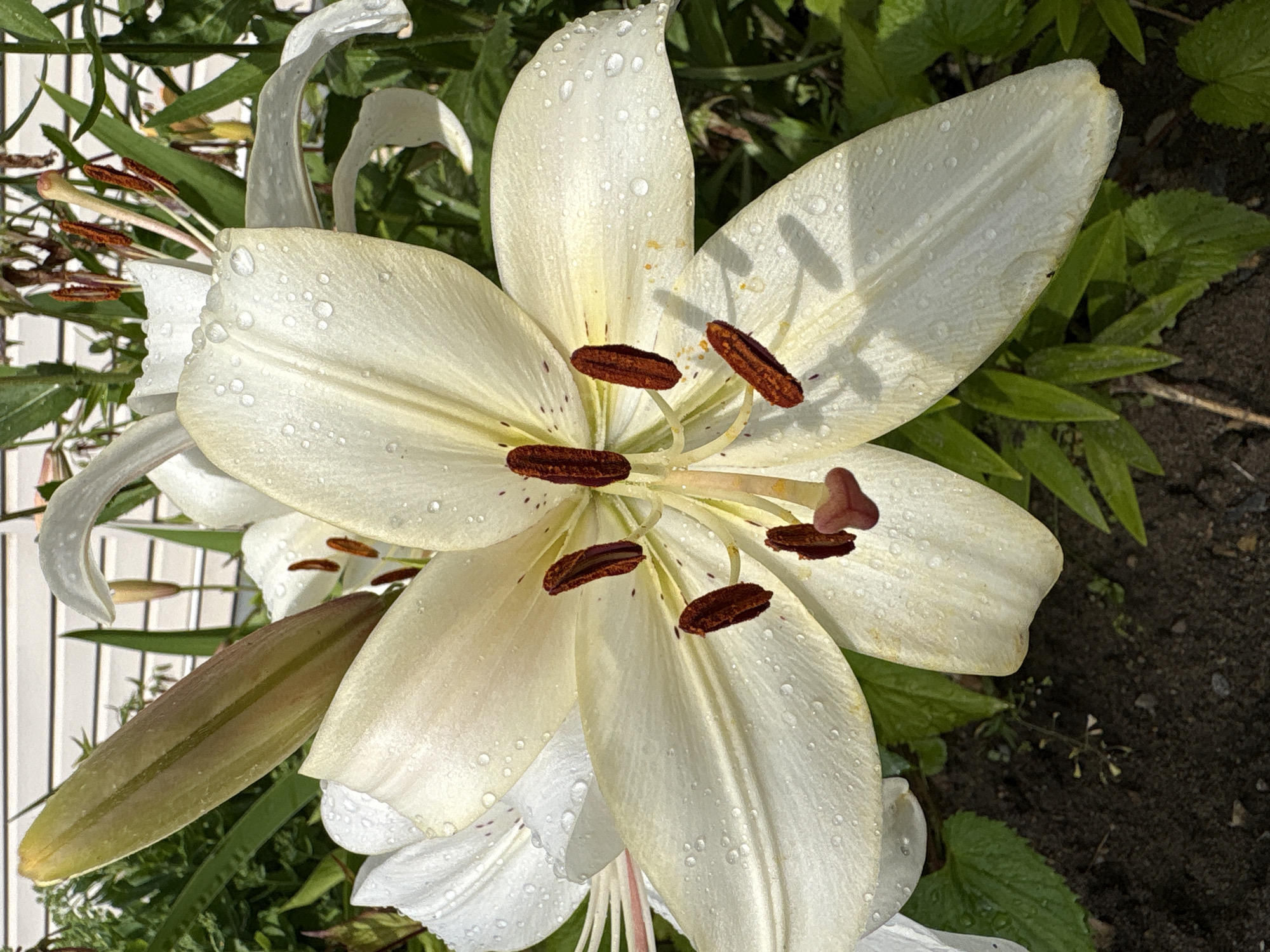 A close-up, top-down view captures a white lily in bloom, its petals adorned with numerous water droplets, suggesting recent rain or dew. The lily is in the foreground, filling most of the frame. The flower's stamens, with their dark brown anthers, are prominent at the center, surrounded by delicate white pistils. The petals are a creamy white, with subtle yellow undertones near the center and fine, dark specks scattered across their surfaces. In the background, lush green foliage and dark soil are visible, hinting at a garden setting. To the left, a white picket fence is partially visible, and a closed lily bud in a greenish-brown hue is nestled amongst the leaves. The lighting suggests it is daytime, likely late morning or early afternoon, with shadows cast by the stamens on the petals. The overall impression is one of natural beauty and freshness.
