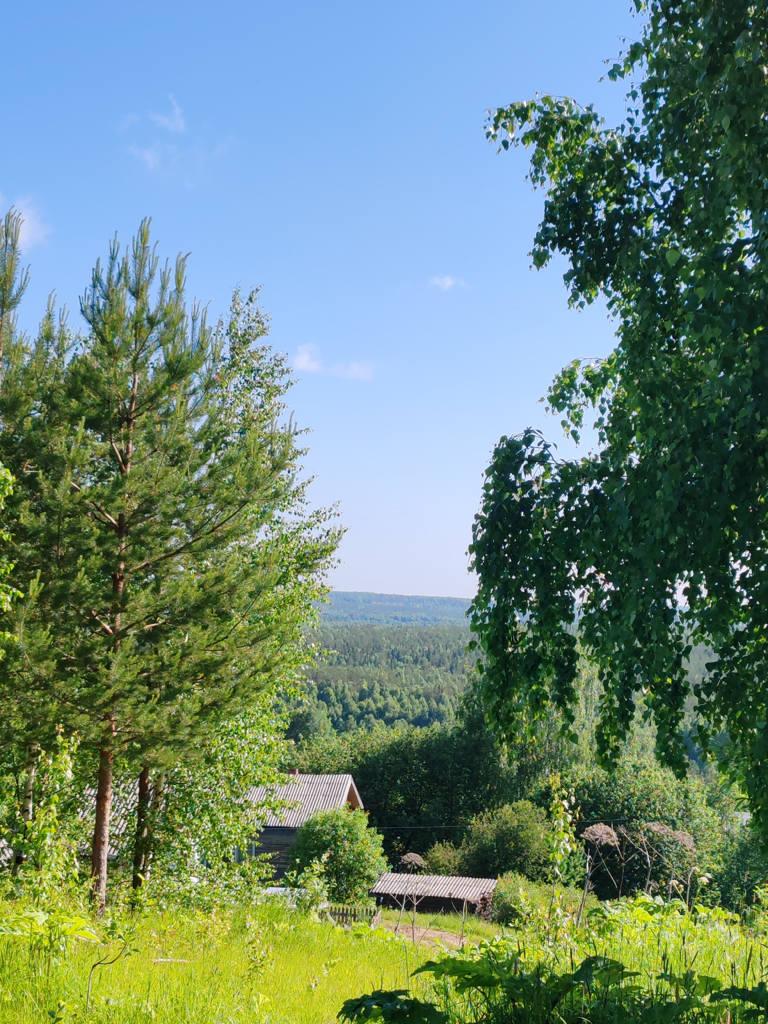 The image depicts a rural landscape under a clear blue sky with scattered white clouds. In the foreground, lush green grass and foliage dominate, with large leaves of what appear to be giant hogweed plants visible. To the left, a tall pine tree with dense green needles stands prominently. To the right, the branches of a leafy birch tree with lighter green foliage are visible, with some leaves appearing to hang downwards.
In the midground, nestled amongst the trees and vegetation, is a rustic wooden house with a corrugated metal roof. A narrow dirt path leads towards the house. Behind the house, a smaller wooden structure, possibly a shed or outbuilding, is partially visible. The background is a sweeping vista of a densely forested valley with rolling hills. The overall scene suggests a tranquil, natural setting in the countryside, likely in the region of Чухлэм, Russia, given the architectural style of the house and the prevalent vegetation. No people or animals are present in the image.