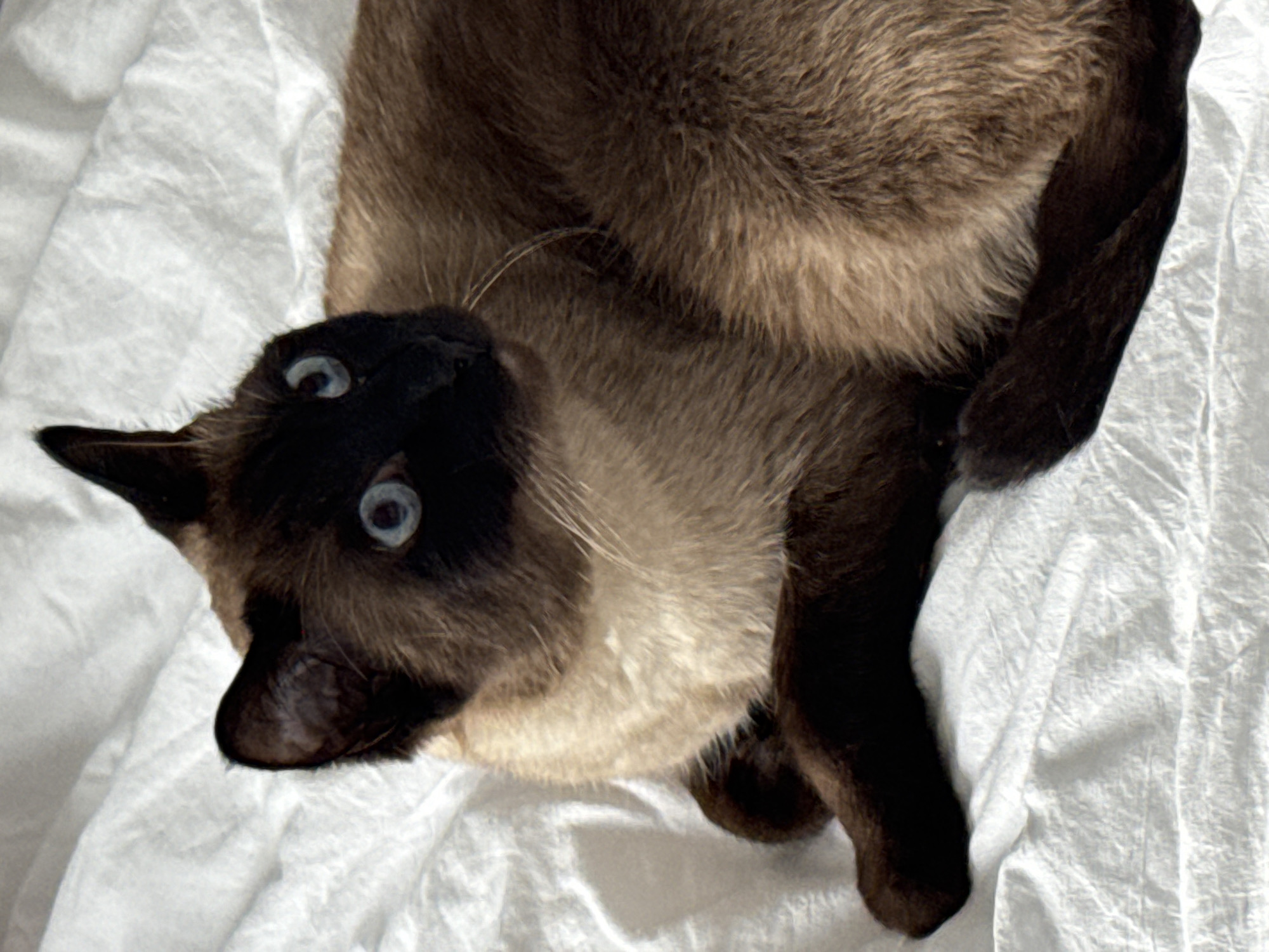 A Siamese cat with blue eyes lies on a white, wrinkled surface, possibly a bed or blanket. The cat is mostly brown with lighter cream-colored fur on its chest and neck. Its head is turned to the right, looking slightly upwards, with its ears perked. The cat's body is curled, with its paws tucked underneath. The background is a plain white, creased texture. No other subjects or objects are visible in the image. This image was captured in an indoor setting within the city of Saint Petersburg, Russia.