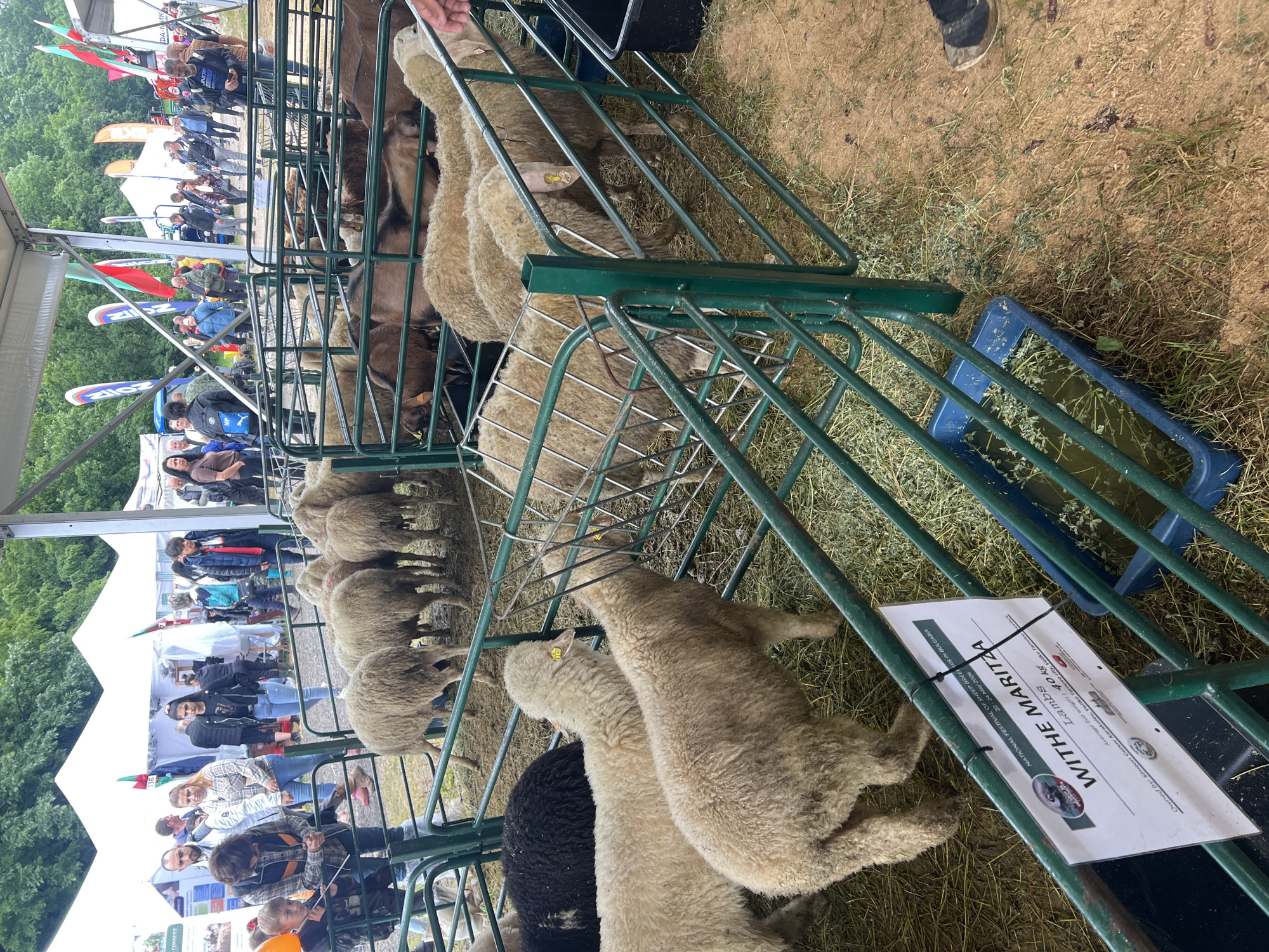 The image captures a scene at the National Festival of Sheep Breeders in Bulgaria. A group of sheep, mostly white, are enclosed in a green metal pen. Some have their heads through the bars, potentially feeding. One sheep is black. A sign on the pen reads "WITHE MARITZA," indicating the sheep's name, and notes that they are lambs with an average live weight of 40kg, owned by Simeon Genov Karakolev from Veliko Tarnovo. The ground around the pen is covered with hay. In the background, a crowd of people can be seen walking around the festival grounds, with white tents and flags visible. The event appears to be taking place outdoors in Lyaskovets, Bulgaria on May 22-24, 2026.