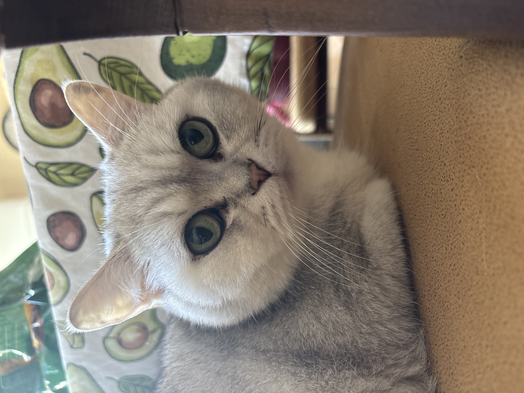 A grey-and-white cat with green eyes looks directly at the viewer. The cat is resting on a cushion with an avocado print. Above the cushion is a dark wooden surface. To the cat's right is a beige vertical surface. The location in the city of Veliko Tarnovo, Bulgaria is unknown.