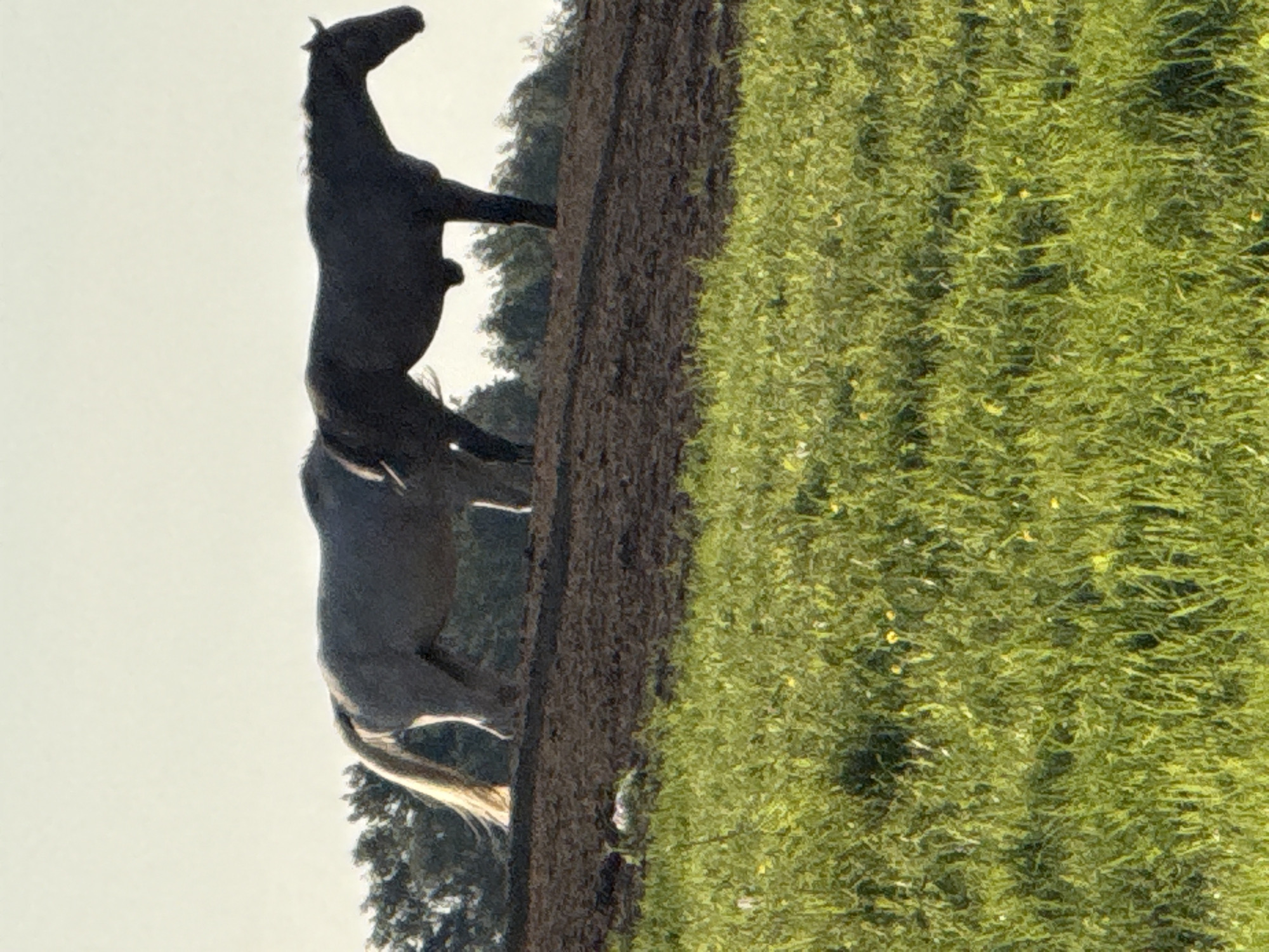 Two horses stand on a dirt mound with trees in the background, silhouetted against a pale sky. The horse on the left is lighter colored with a flowing tail, while the horse on the right is dark and appears to be closer to the viewer. The mound slopes down to a grassy field in the foreground, dotted with small yellow flowers and casting shadows. The image is captured in the rural landscape of Galinė, Lithuania.