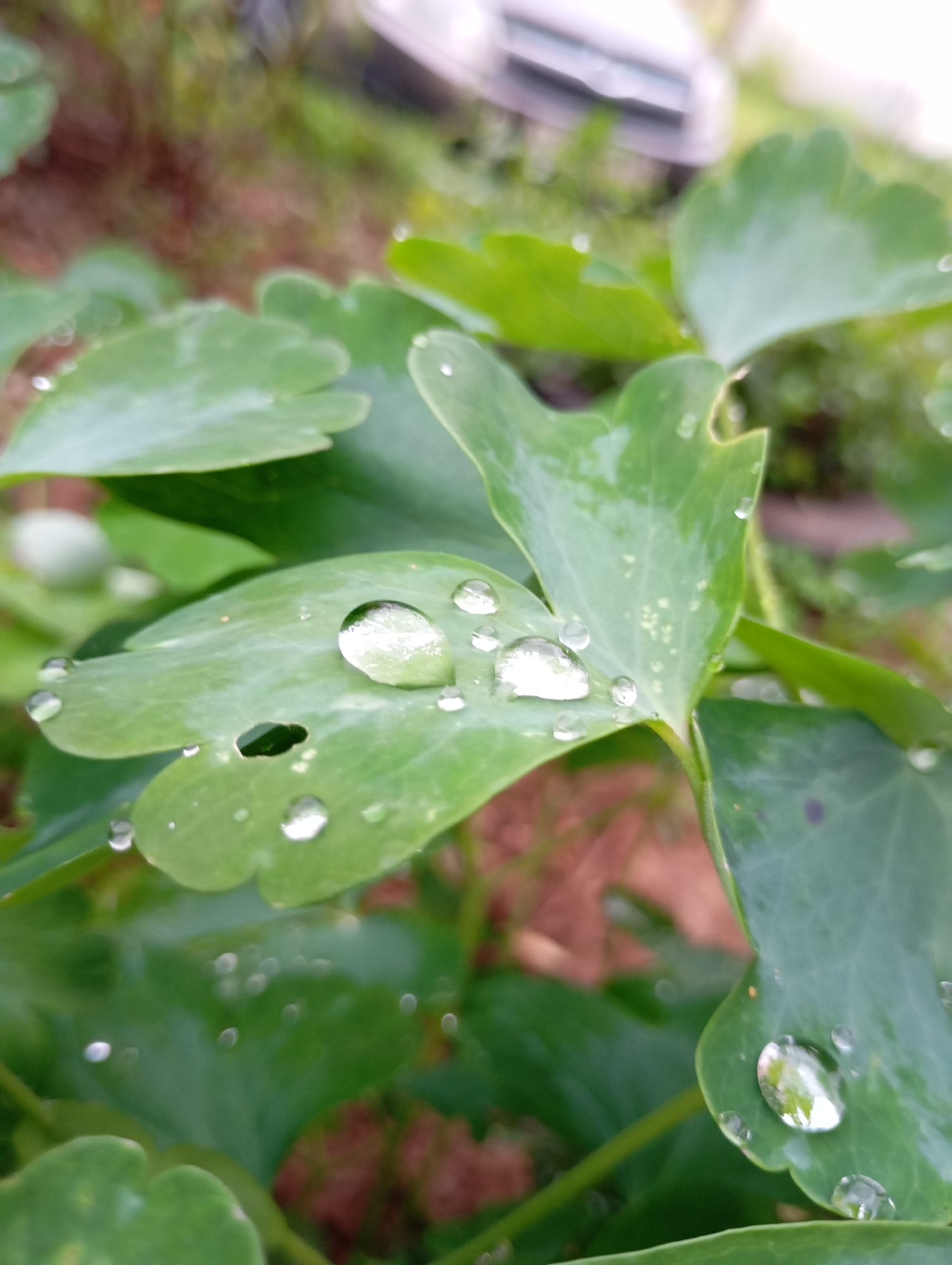 This is a close-up, eye-level shot of green leaves with water droplets on them. The leaves are broad and have a slightly textured surface. Several water droplets of varying sizes are visible, reflecting the surrounding environment. One prominent droplet on a central leaf magnifies a distorted reflection of what appears to be the sky or overhead foliage. The background is blurred, showing hints of reddish-brown soil and more out-of-focus green vegetation. The lighting suggests it may be overcast or that the photograph was taken shortly after rain. The image does not contain any people or specific landmarks that would indicate a precise location within the city of Фоки, Russia, other than general vegetation.