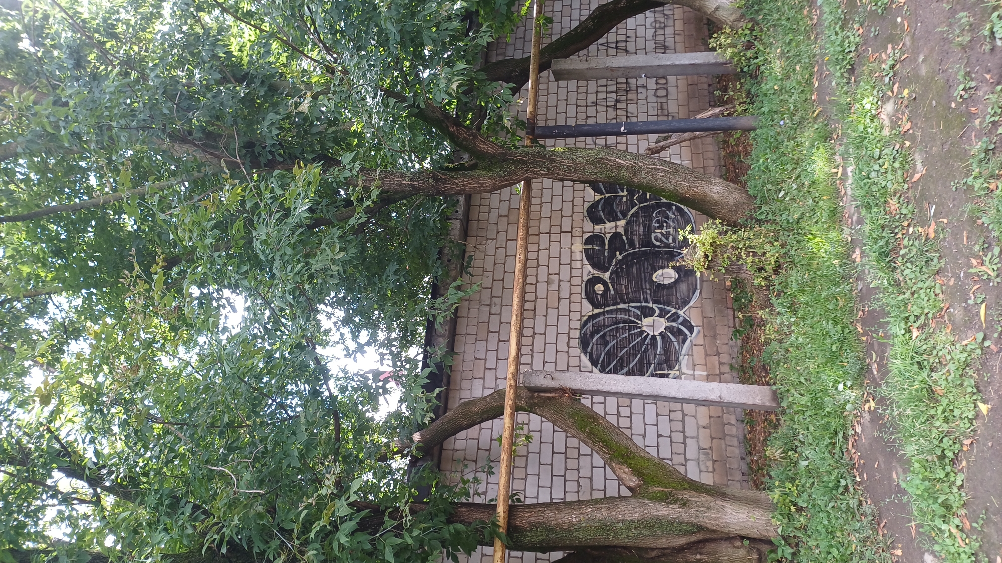 The image shows a section of a brick wall with graffiti. Three trees with green leaves are in the foreground, partially obscuring the wall. A yellow metal pipe runs horizontally across the image, supported by concrete posts. The wall is made of light-colored bricks and has some graffiti on it, including what appears to be stylized letters or a tag in black. There is also a date or number "2422" written in green. The ground in front of the wall is covered with grass, fallen leaves, and dirt. The scene appears to be outdoors, possibly in an urban or industrial area. There are no people visible in the image.