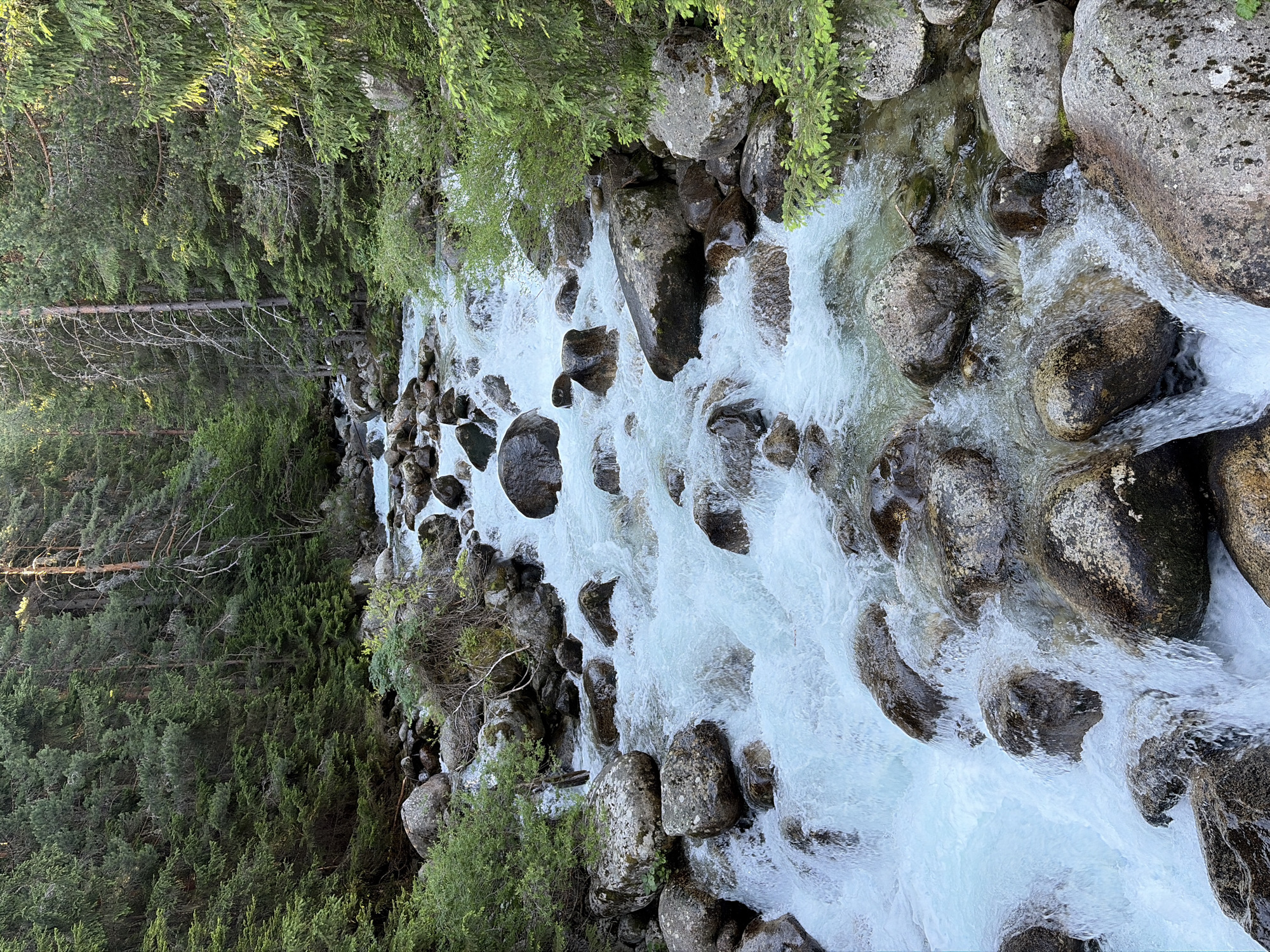A mountain stream flows over rocks through a dense coniferous forest. The water is white and frothy, indicating a fast current. The rocks are dark and wet, some covered in moss. The trees are tall and green, with some dead, bare branches visible. The lighting suggests it is daytime, possibly late afternoon, with sunlight filtering through the trees. The scene is located in the Pirin National Park near Bansko, Bulgaria, a region known for its natural beauty and outdoor recreational activities.
