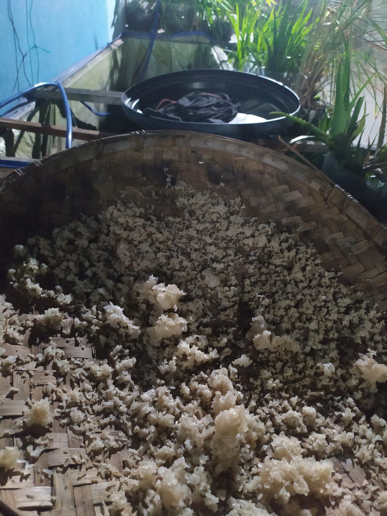 The image shows a close-up, overhead view of cooked white rice spread on a woven bamboo tray. The rice appears to be slightly clumpy in some areas, with individual grains visible. The bamboo tray has a coarse, natural texture and is positioned at an angle, with a portion of it filling the foreground. In the background, a dark plastic basin is visible, containing some dark objects that are difficult to identify due to the lighting. Beyond the basin, lush green plants with spiky leaves, possibly aloe vera, are growing. The environment appears to be outdoors, possibly a backyard or garden, with elements of the surrounding structures like a blue pipe and some weathered wooden beams suggesting an outdoor preparation or drying area. The lighting is dim, indicating it may be evening or a shaded area. The location is identified as Glagahwangi, Indonesia. There are no people or animals visible in the image.