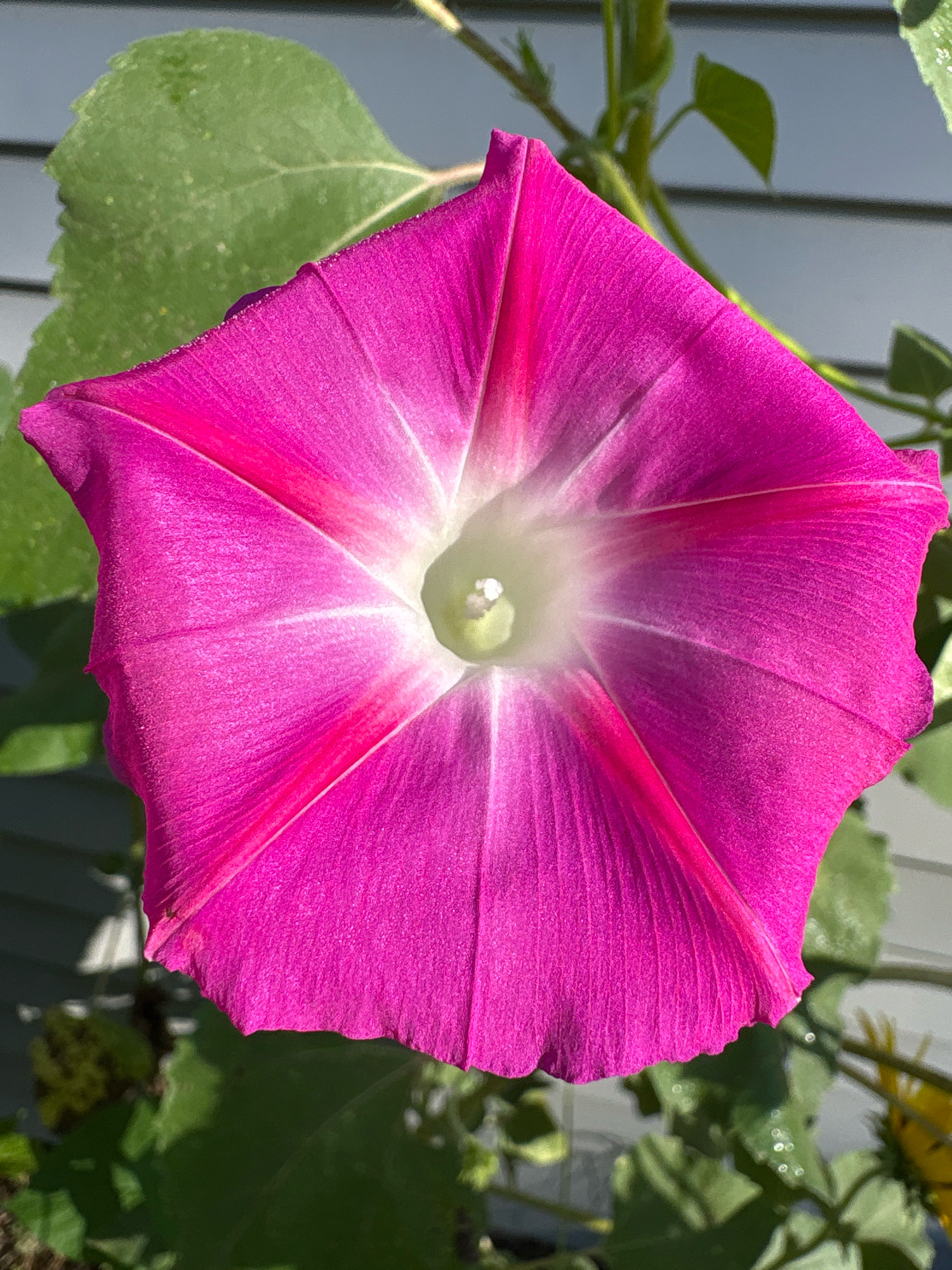 A close-up, low-angle, eye-level, medium outdoor shot focuses on a single, vibrant pink morning glory flower blooming in Glastonbury, Connecticut, United States of America. The flower's trumpet-shaped petals radiate from a bright white and pale green center, with darker pink lines accentuating the petal veins. The petals have a slightly ruffled edge and a textured surface. In the background, out-of-focus green leaves and a portion of a light gray, horizontal-paneled wall are visible. Sunlight illuminates the flower, creating bright highlights and casting soft shadows. The overall scene is one of natural beauty and a tranquil outdoor setting.