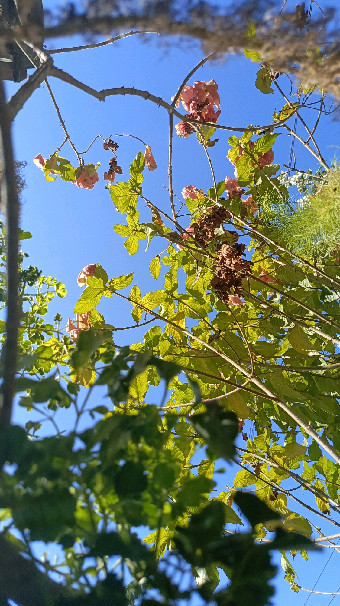 The image captures a low-angle view of tree branches and foliage against a clear blue sky. The branches are thin and brown, with some adorned with pinkish-red flowers that appear to be wilting or drying. Several green leaves are visible, some catching the sunlight and appearing bright and vibrant, while others are more shaded. In the background, a feathery green plant can be seen to the right. The overall impression is one of a natural scene, likely outdoors, with a focus on the texture and colors of the plant life against the backdrop of the sky. There is no indication of people, specific objects, actions, interactions, or any discernible landmarks that would suggest a precise location within Kebumen, Indonesia. The image is purely observational of the natural elements.