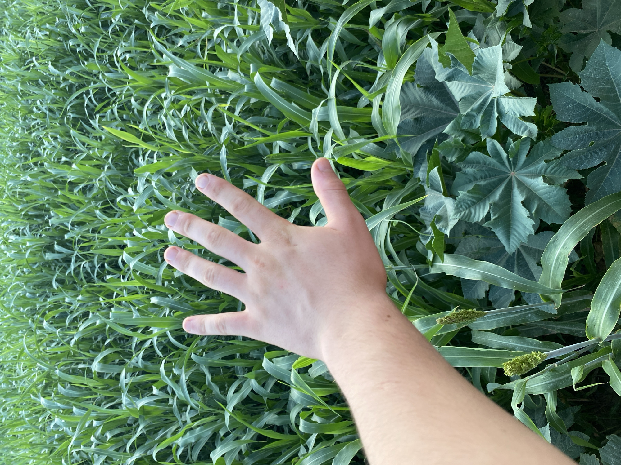 In Gurlan, Uzbekistan, a person's hand is held up in front of a field of green crops. The hand is light-skinned with fingers spread open. The crops are tall and leafy, with some appearing to be sorghum plants with seed heads. In the foreground, large, star-shaped leaves of another plant are visible. The scene is outdoors during daylight.