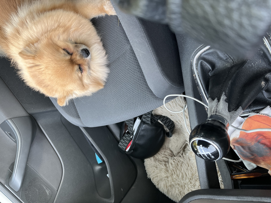 The image displays the interior of a vehicle, with the location specified as Mandelieu-la-Napoule, France. A light-brown Pomeranian dog is resting with its eyes closed on the gray fabric front passenger seat. The passenger-side door panel, also gray, features a handle, window control, and a lower storage pocket containing a blue object. On the floor of the passenger footwell, a light-colored, fluffy rug or blanket is present. A black fanny pack with a black and white zigzag patterned strap rests on this blanket, partially revealing a red and white object inside. In the foreground, a black manual 6-speed gear shifter with a worn, torn black leatherette boot is visible. A white charging cable is draped over the central console near the shifter, where other small, multicolored items, including a cloth, are also discernible. The car interior shows signs of light wear and dust accumulation.