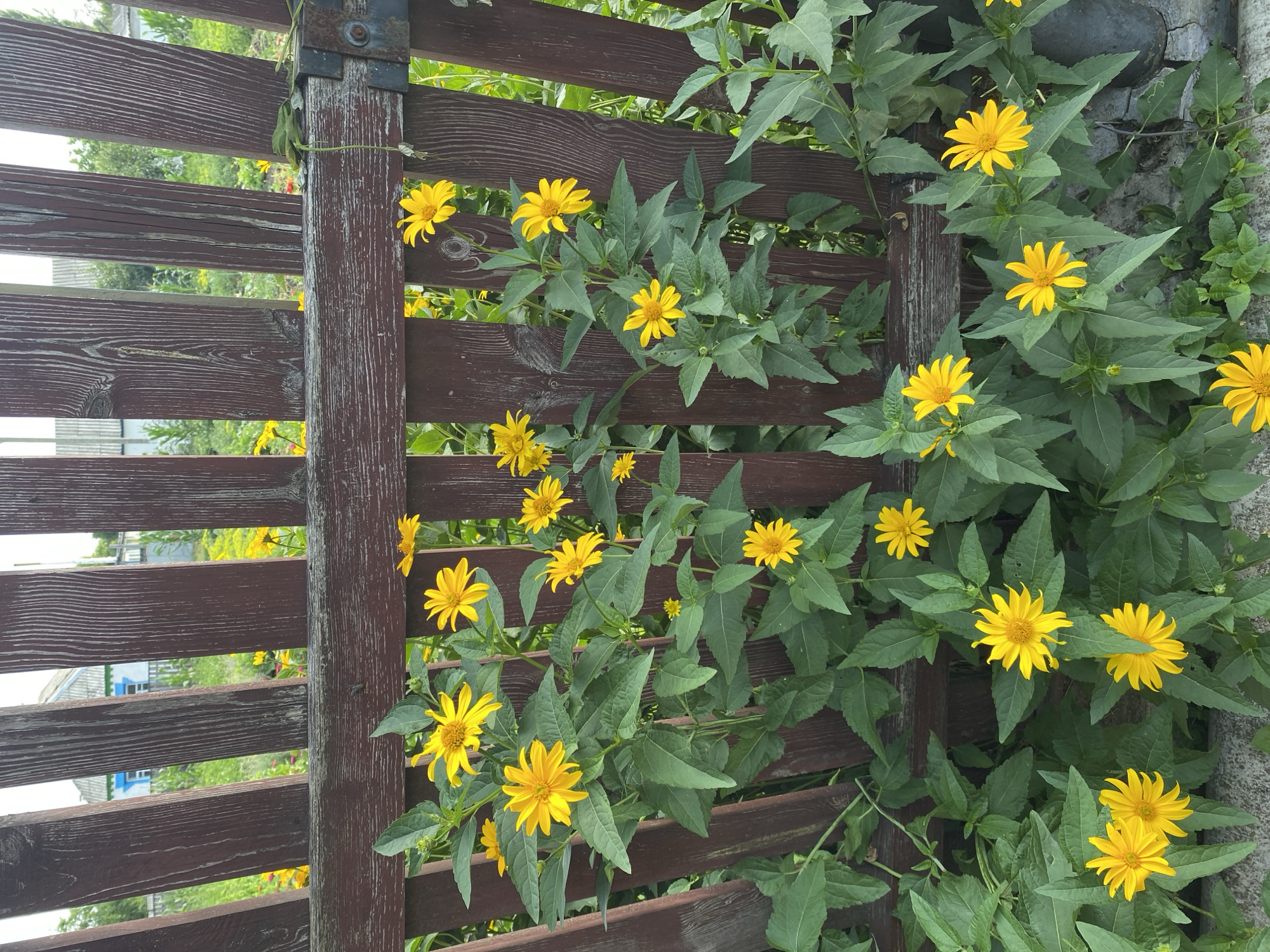 A vertical, eye-level, outdoor shot captures a rustic wooden fence in the foreground, separating the viewer from a garden area. The fence is made of dark, weathered wooden planks, some vertically aligned and others horizontally. Behind the fence, a lush garden is visible, filled with numerous yellow flowers, most of which are daisy-like with prominent yellow petals and darker centers. The flowers are blooming in clusters, with vibrant green foliage surrounding them. Some of the plants are tall and reach up towards the fence. In the background, through the gaps in the fence, glimpses of a building with blue window frames and other vegetation are discernible. The overall impression is a peaceful, summery garden scene, likely located in the city of Vasylky, Ukraine. There are no people or animals visible in the image.