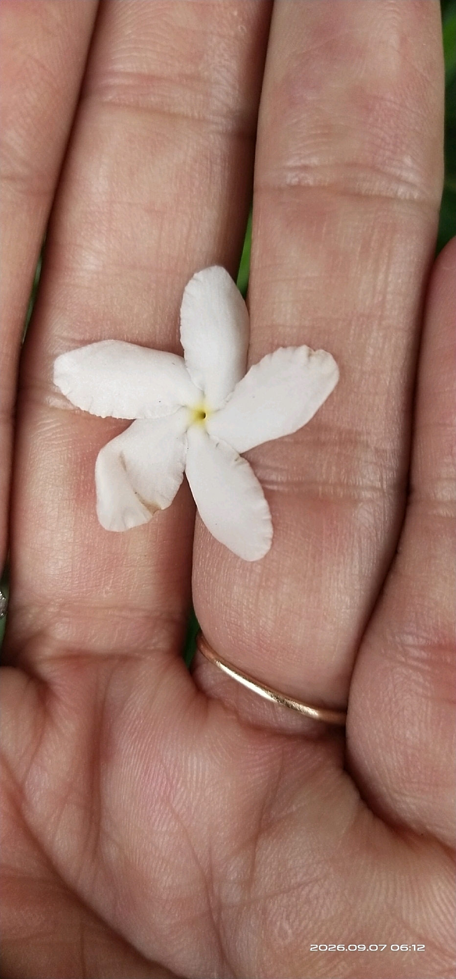 A close-up, high-angle shot captures a white, five-petaled flower resting on the palm of a person's hand. The flower has a yellow center and appears to be a gardenia or jasmine. The hand, which is fair-skinned and shows visible fingerprints and lines, is slightly cupped, forming a bed for the delicate bloom. A thin, gold ring is visible on the ring finger. The background is blurred, suggesting an outdoor environment with hints of green foliage. A timestamp "2026.09.07 06:12" is present in the lower right corner. The image was taken in Matabu, Indonesia.