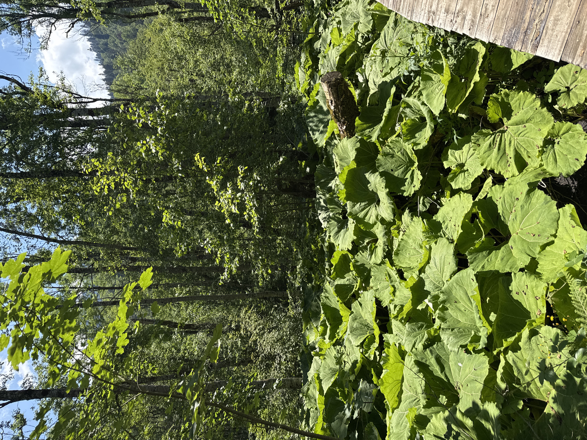 A sun-dappled forest scene in Sjerogošte, Montenegro, features a dense undergrowth of large, vibrant green leaves, likely butterbur plants. A rustic wooden boardwalk, constructed of planks, runs along the right edge of the frame, providing a path through the lush foliage. In the mid-ground, a fallen tree trunk, weathered and moss-covered, rests amidst the leaves. Towering trees with textured bark form a dense canopy overhead, allowing shafts of sunlight to penetrate the forest. The background reveals a sloping hillside covered in more trees, with glimpses of a hazy sky. The overall impression is one of a wild and verdant natural environment.