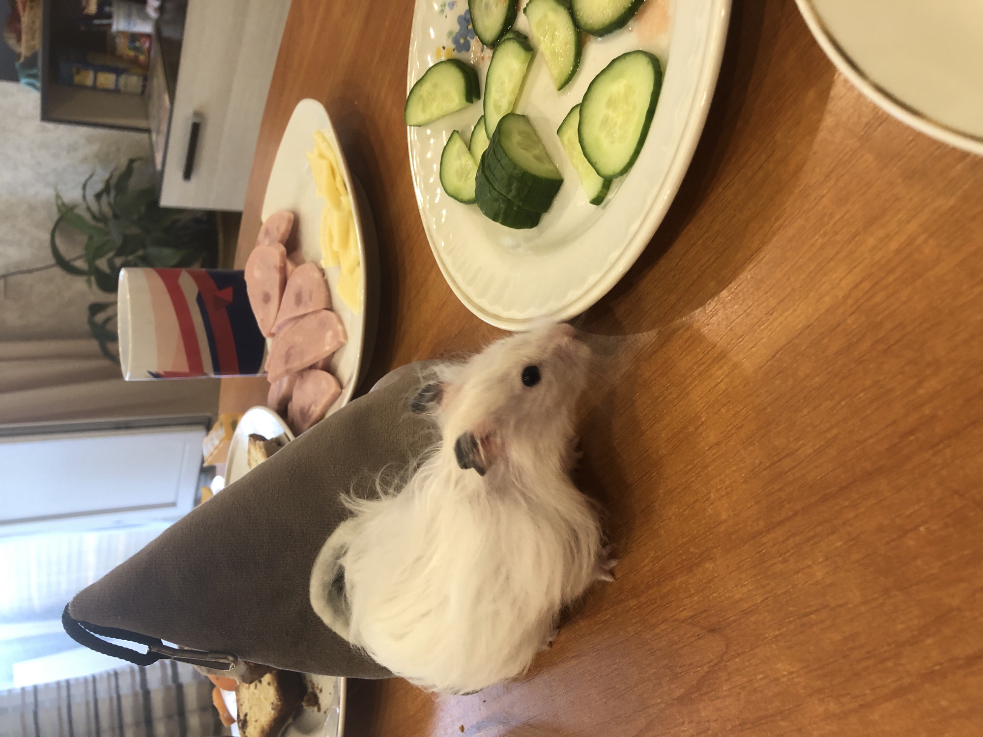 A white hamster is on a wooden table, near a conical brown fabric object. To the right of the hamster is a white plate with sliced cucumbers. Behind the hamster, there is another white plate with sliced ham and cheese. A mug with a red, white, and blue design is also on the table, as well as a slice of cake on a white plate in the background. The scene appears to be indoors, with natural light coming from a window in the upper left corner. The city of Solikamsk, Russia, is not depicted or implied in this image.