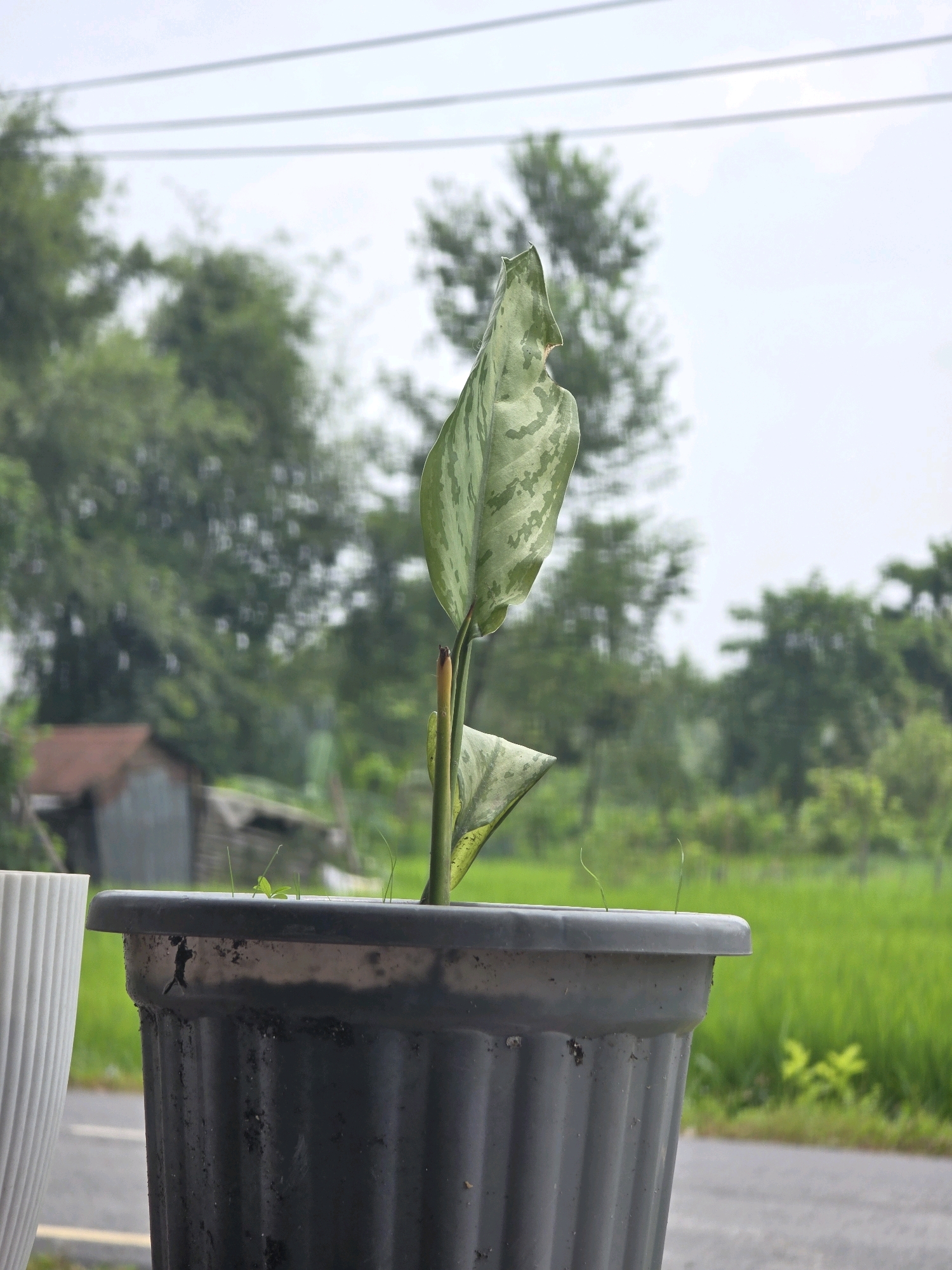 A potted plant with variegated leaves is positioned in the foreground, its leaves slightly drooped. The plant is in a dark gray, ribbed plastic pot, which sits on a surface that appears to be outdoors. Behind the pot, a paved surface, likely a road, is visible. Further in the background, lush green fields stretch out, with a few trees scattered across the landscape. In the middle ground, a simple structure with a reddish-brown roof and gray walls is partially visible, suggesting a rural or semi-rural setting. Power lines are visible in the sky, which is overcast. The overall scene is one of a natural environment, possibly on the outskirts of a city or town in Mechinagar, Nepal, with evidence of human presence in the form of the potted plant, the road, and the building.