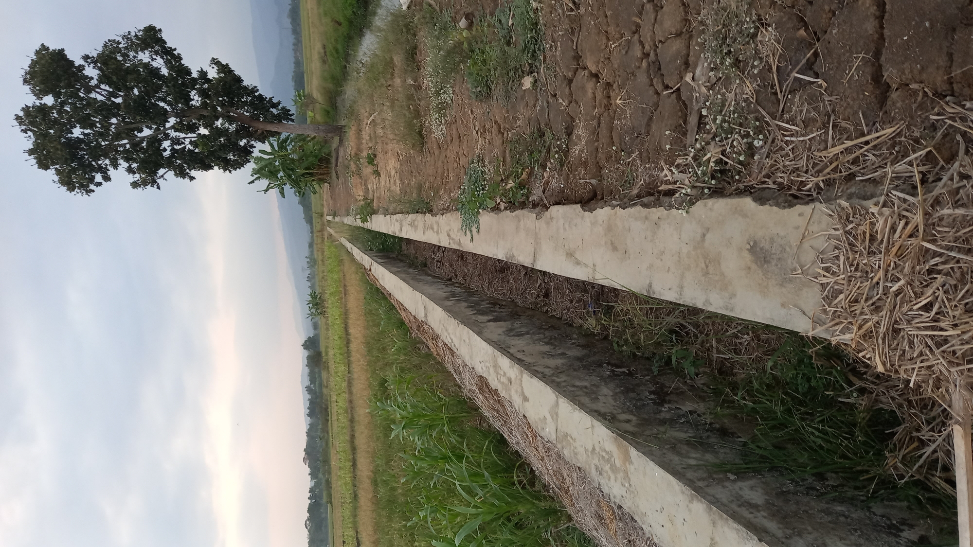 The image depicts a rural landscape in Sidamulya, Indonesia, characterized by agricultural fields and a concrete irrigation canal. The canal, running diagonally from the foreground into the mid-ground, is lined with concrete and contains some dry leaves and debris. To the left of the canal, a field of green corn stalks is visible. To the right of the canal, dry, cracked earth with sparse vegetation and straw is present. A large tree with dense foliage stands in the mid-ground to the right of the canal, accompanied by banana plants. In the background, rolling hills and a cloudy sky are discernible. The overall scene suggests a tranquil, agricultural setting. There are no people or animals visible in the image.