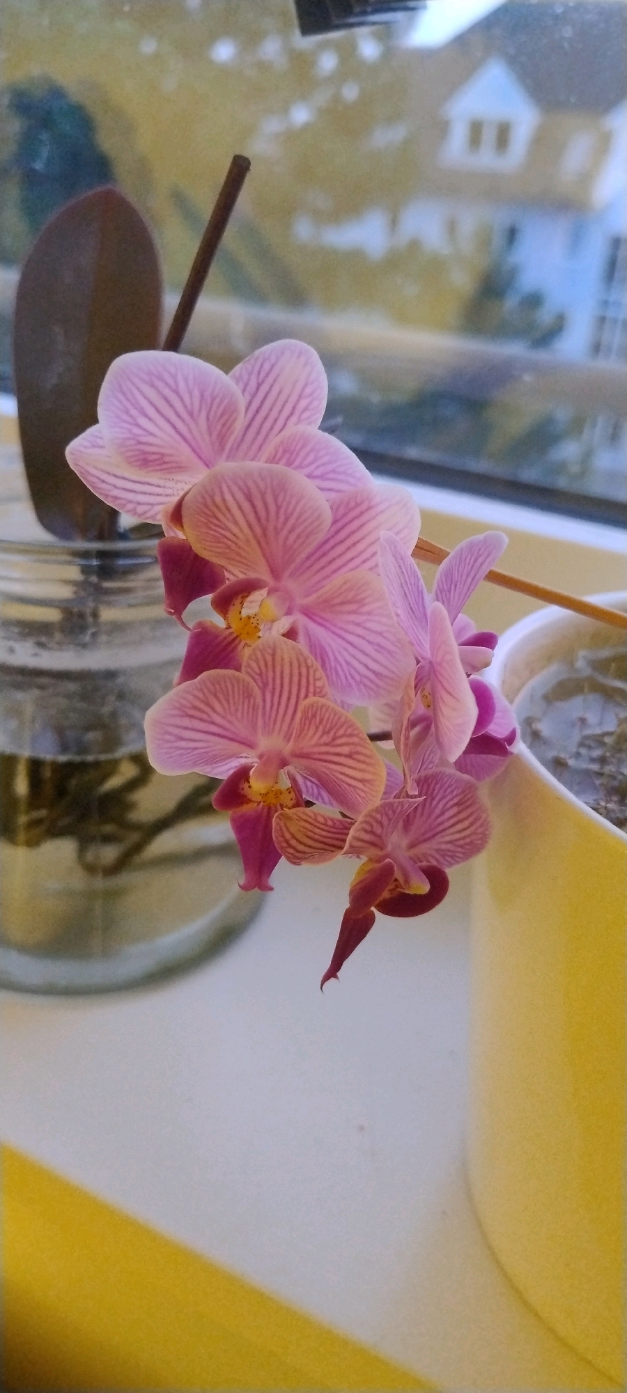 This is a close-up, vertical, eye-level shot of a pink orchid with purple stripes, growing indoors. The orchid's delicate petals are illuminated, and the flower is in focus. In the background, out of focus, is a reflection of a house and a tree, suggesting it is near a window. To the left of the orchid is a clear glass jar containing water and what appears to be plant roots. To the right, partially visible, is a yellow pot holding another plant. The overall setting suggests a domestic environment. There is no indication of a specific location in Ishøj, Denmark.