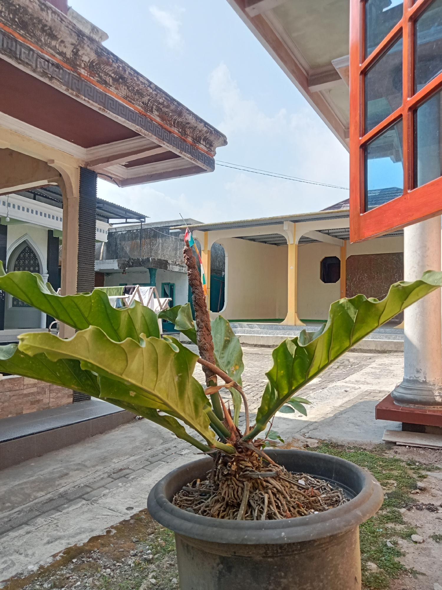 A potted plant with large green leaves and exposed roots sits in the foreground of an outdoor scene in Pancurwening, Indonesia. The plant is in a dark grey pot. In the background, there are several buildings, including a structure with white pillars and a red-tiled roof, and another building with a light yellow exterior and arched openings. A window frame with red trim is visible to the right, and a section of an ornate roofline is seen at the top left. The ground is paved with concrete and some brickwork. The sky is clear and blue with some wispy clouds.