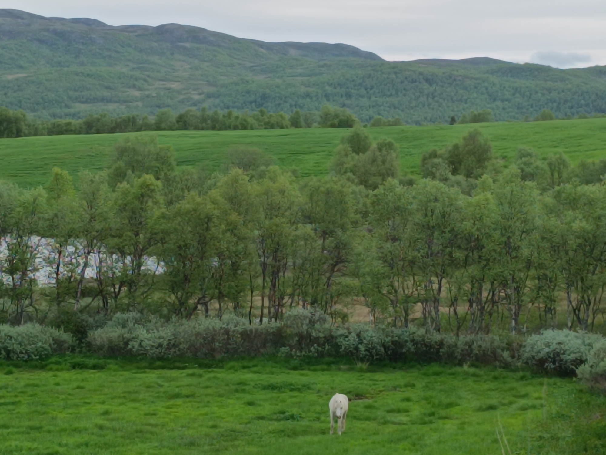 An outdoor scene shows a white horse standing in a lush green field. Behind the field, a dense line of trees creates a natural border. Further in the background, rolling green hills are covered in trees, and in the far distance, a mountain range under a cloudy sky completes the landscape. The scene is located in Bjåen, Norway.