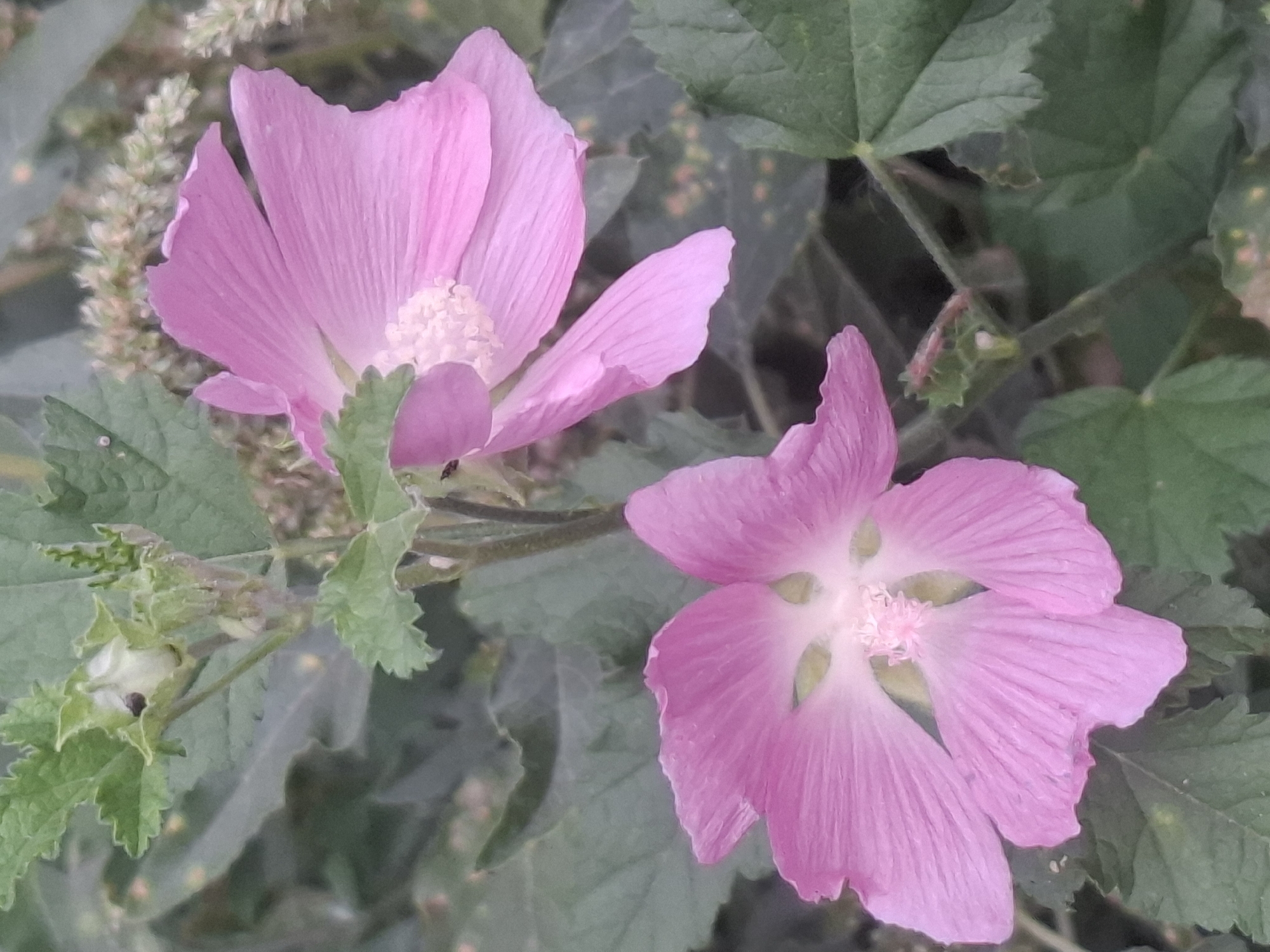 Two bright pink hollyhock flowers are in full bloom, with their petals unfurling against a backdrop of lush green foliage. The flowers are the focal point of the image, with one in the foreground and another slightly behind and to the right. The foreground flower is viewed from slightly above, showcasing its delicate, crinkled petals and a cluster of pale stamens at its center. The flower behind it is seen from a side angle, with its petals appearing more taut and a hint of its stamen structure visible. The leaves surrounding the flowers are a deep green, with some exhibiting a slightly wilted appearance. The overall impression is one of natural beauty and tranquility. The image was taken in Almaty, Kazakhstan, likely in a garden or park setting, given the presence of cultivated flowers and the general ambiance.