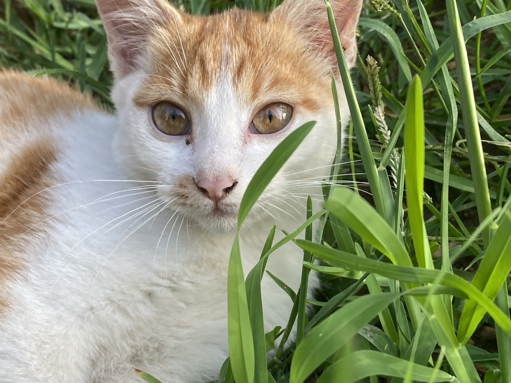 A close-up of a white and orange tabby cat lying in green grass, possibly a lawn or field, during daylight. The cat's face is prominently featured, with light brown eyes and a pink nose. The background consists of a mix of green grass blades of varying lengths and thickness. The location is inferred as Maigizo, Nigeria, but is not visually verifiable. There are no people visible in the image. The subject is the cat, its action is resting. The environment is grassy.