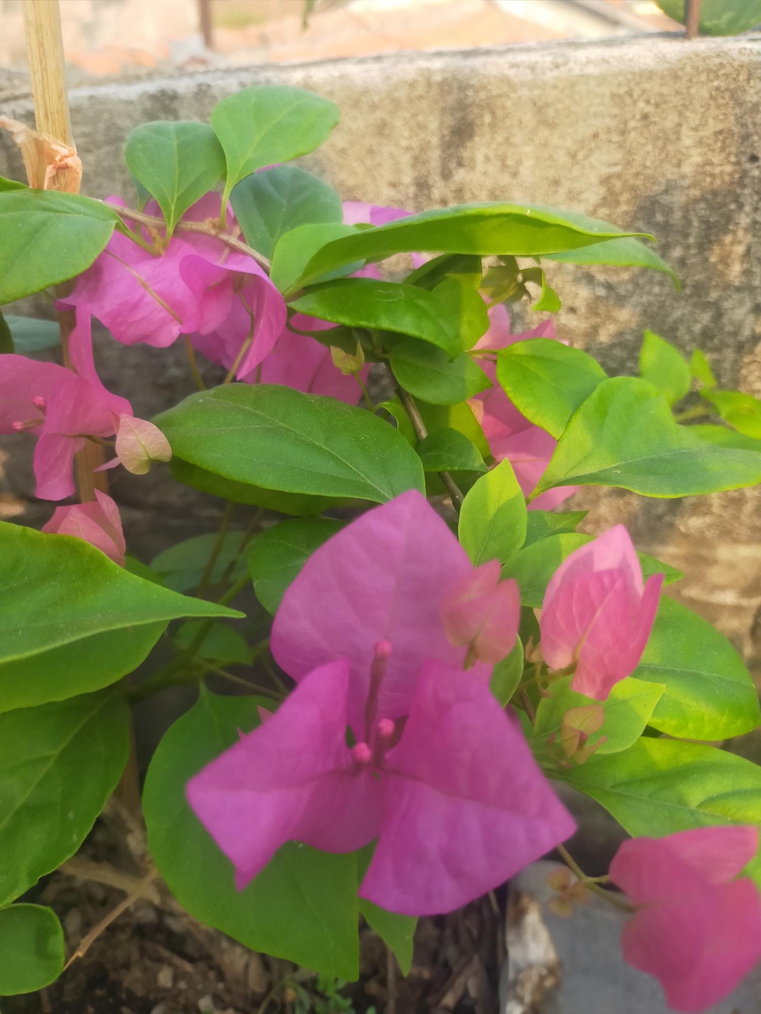 In Tegalandong, Indonesia, a close-up shot captures a cluster of vibrant pink bougainvillea flowers and their lush green leaves against a weathered concrete wall. The flowers, in various stages of bloom, are a brilliant fuchsia, with some unfurling their delicate petals while others remain as tightly closed buds. The leaves are a rich green, with some tinged with yellow, suggesting sunlight exposure. The rough texture of the concrete wall, stained with age and possibly moss, forms a neutral backdrop, highlighting the vivid colors of the flora. The bottom of the frame reveals a glimpse of the soil, hinting at the plant's grounding. The lighting suggests it is daytime, possibly late afternoon, given the warm tones on the wall. The image appears to be taken outdoors in a residential or garden setting within Tegalandong.
