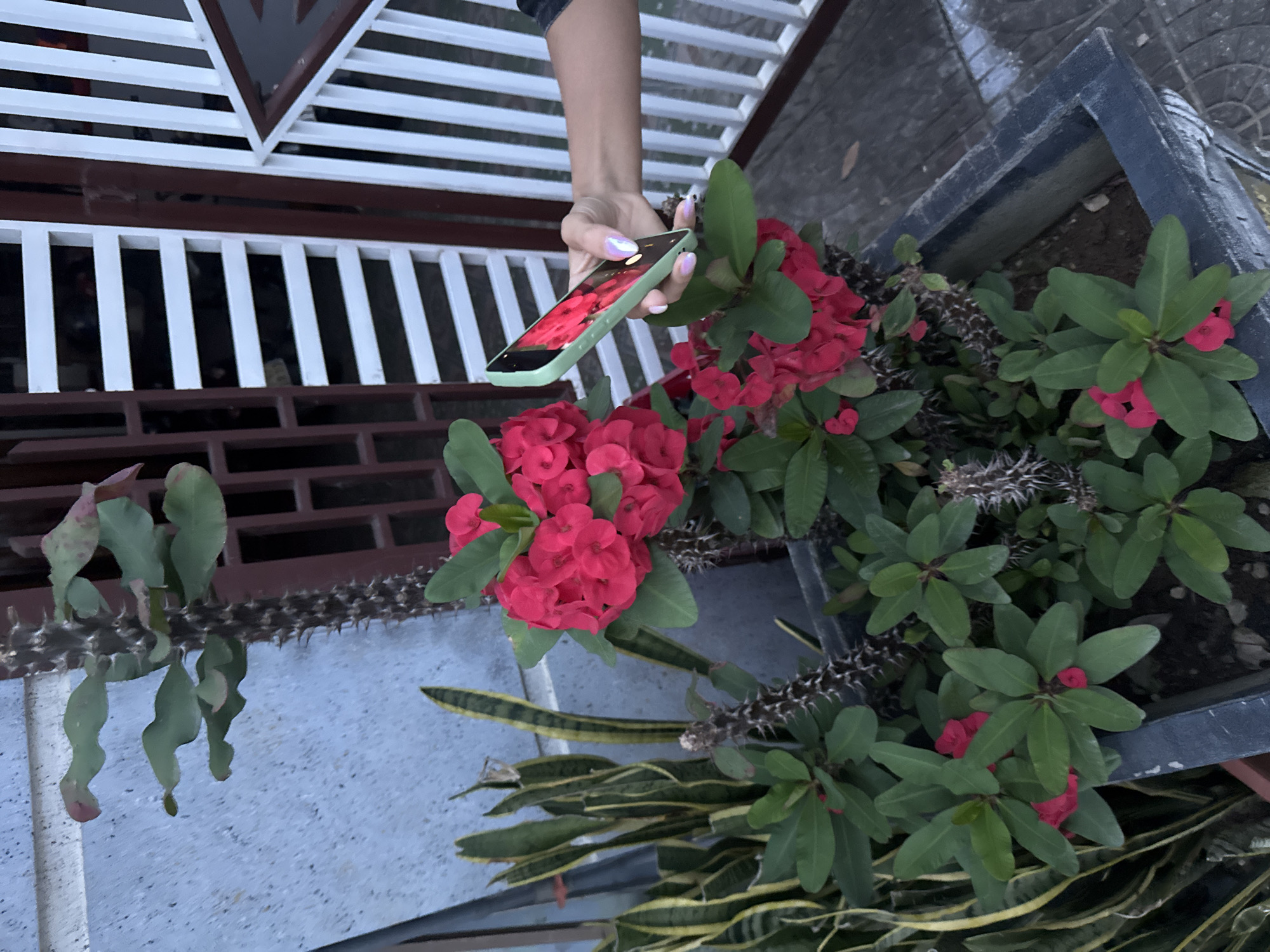 This outdoor image, set in Mù Cang Chải, Vietnam, captures a person's hand holding a smartphone above vibrant red flowers. The central subjects are a human arm and hand, adorned with light-colored, possibly iridescent, nail polish, holding a light green smartphone. The phone's screen displays a reddish image, potentially a reflection of the surrounding flowers or a photo being viewed/taken.
The prominent plants in the foreground and center are Crown of Thorns (Euphorbia milii), characterized by their bright red flowers and distinctive thorny stems. Their lush green leaves add to the vibrant composition. To the right, another section of Crown of Thorns is visible within a dark, rectangular planter box, alongside a snake plant (Sansevieria trifasciata) with variegated green and yellow leaves.
In the background, a white metal fence or railing with horizontal bars and a triangular decorative top element is seen, backed by a dark brown structure. A light-colored concrete or tiled surface is visible at the bottom left, and a darker, possibly paved ground extends towards the upper right.
The activity taking place appears to be the person holding their smartphone over the flowers, possibly for photography or close observation. The lighting suggests it is daytime, without harsh shadows, indicating either an overcast sky or early morning/late afternoon. No visible text is present in the image. The scene conveys a moment of interaction with nature in an outdoor garden or courtyard setting.