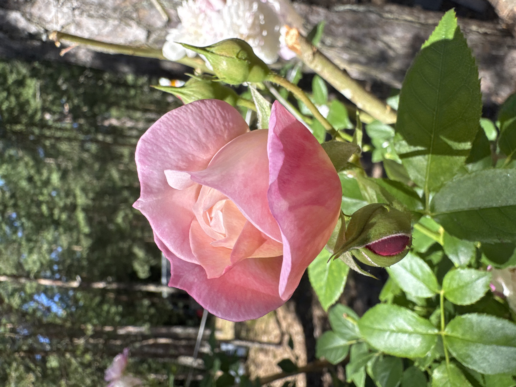 This is a close-up, eye-level, outdoor photograph of a light pink rose in bloom. The rose is the primary subject, positioned in the center-right of the frame, with its petals unfurling. To the left of the bloom, a dark pink rosebud is visible, partially enclosed by green sepals. Several green rose leaves are present in the foreground and mid-ground, some with sharp, serrated edges. In the background, out of focus, are the trunks of several trees, suggesting a wooded or garden environment. A light-colored, rough-textured tree trunk is visible on the right side of the image. The lighting indicates a sunny day, casting shadows on some of the leaves. The image does not depict any people, actions, or interactions. The location is Zelenaya Roshcha, Russia.