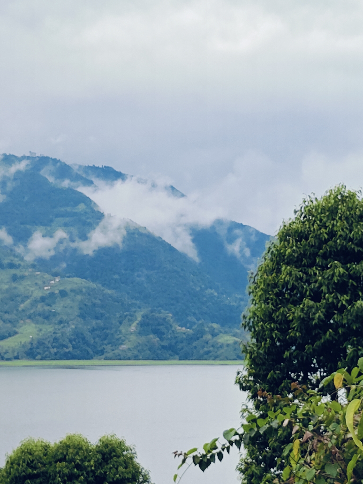 The image depicts a serene landscape in Pokhara, Nepal, featuring a calm lake in the foreground and mist-shrouded mountains in the background. The mountains are covered in lush green vegetation, with scattered clouds clinging to their peaks, creating a dramatic and atmospheric scene. The lake's surface is smooth and reflects the overcast sky, adding to the tranquil ambiance. In the foreground, the foliage of a large tree with dense green leaves partially obscures the view, adding depth and framing the composition. The overall impression is one of natural beauty and peacefulness, characteristic of Pokhara's stunning vistas.
