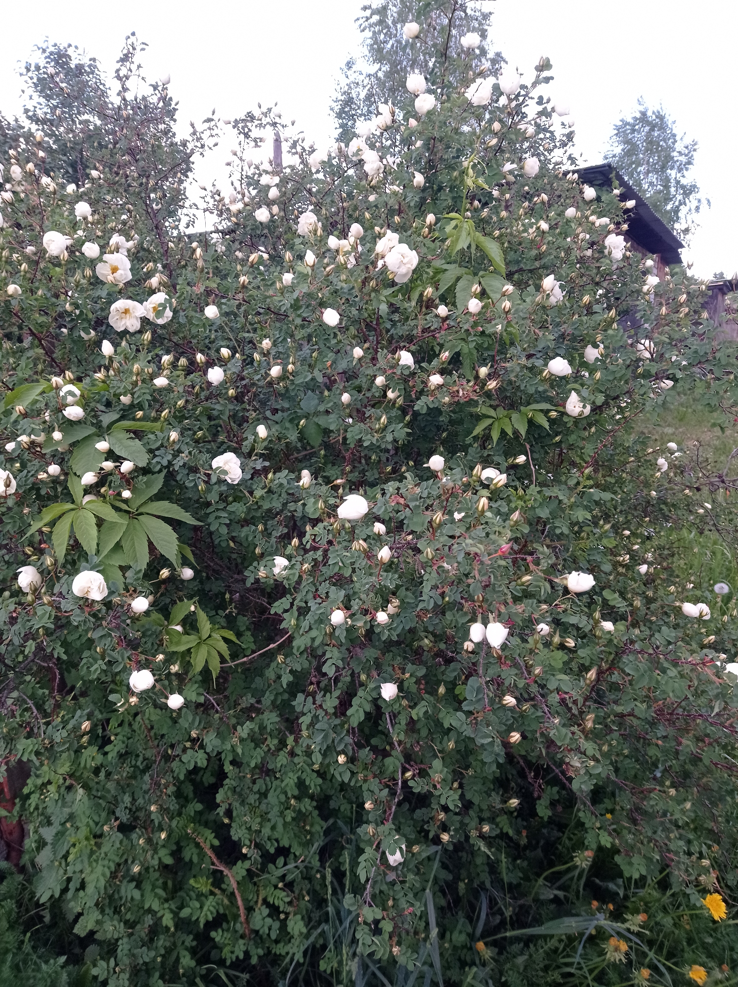 The image shows a large, bushy rose bush in full bloom, laden with white roses and buds. The bush is dense with green foliage, and there are some other types of plants mixed in, including what appears to be Virginia creeper. In the background, there's a partially visible wooden house with a dark roof. The setting appears to be a garden or a yard, with some grass and other vegetation visible at the bottom of the frame. The image has a slightly overcast or muted lighting. There is no evidence to confirm this image was taken in Degtyarsk, Russia.