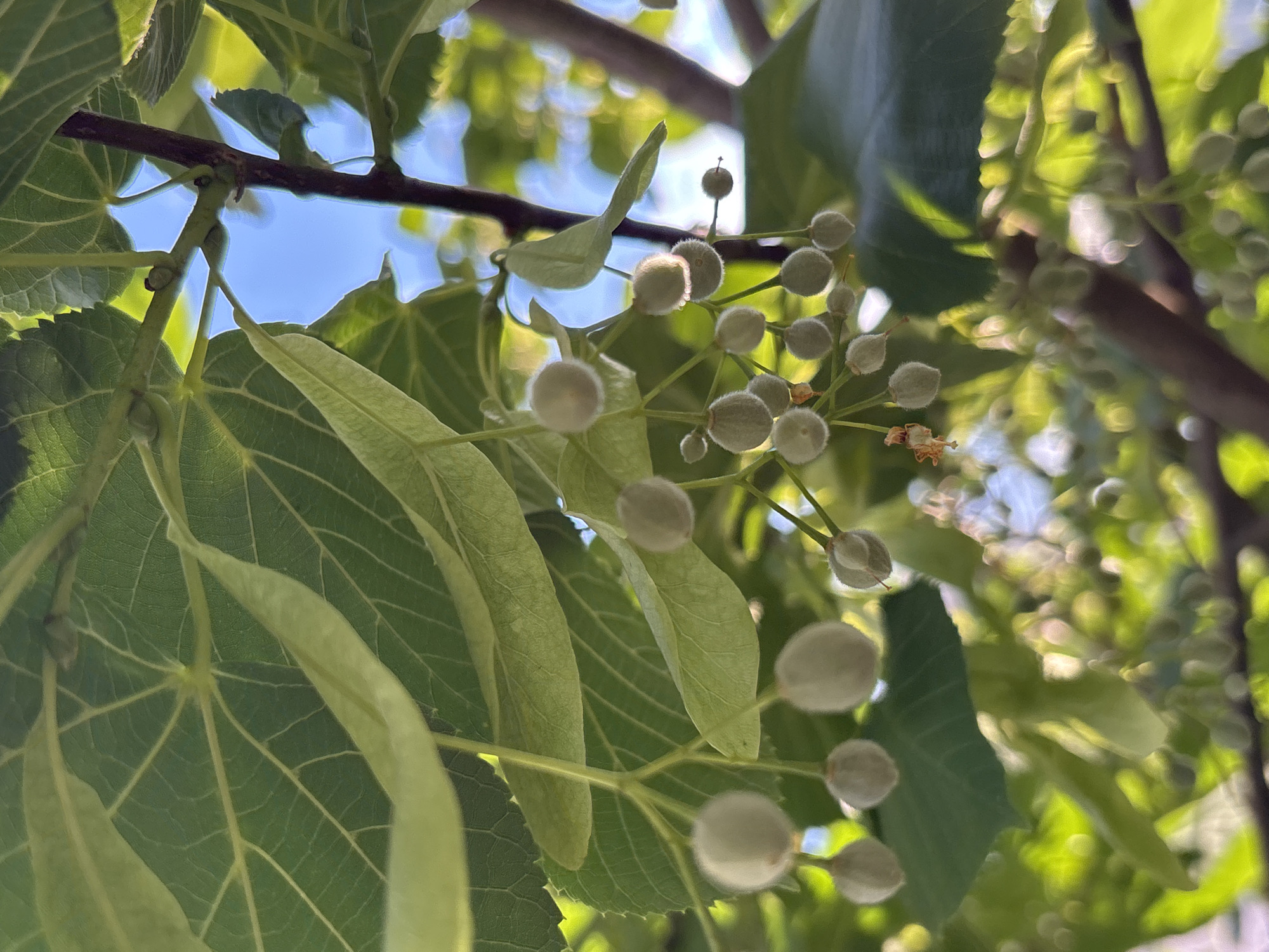 The image is a close-up shot of linden tree fruits and leaves. The fruits are small, spherical, and covered in fine hairs, appearing in clusters. The leaves are large, green, and veined, with some unfurling. A dark brown branch is visible, with dappled sunlight illuminating parts of the foliage. The background shows a bright blue sky with some blurry green foliage. The scene is likely outdoors, possibly in a park or garden, consistent with the presence of linden trees often found in urban green spaces. Rostov-on-Don, Russia, is known for its many parks and avenues, making it a plausible location for such a scene. There are no people or animals visible.