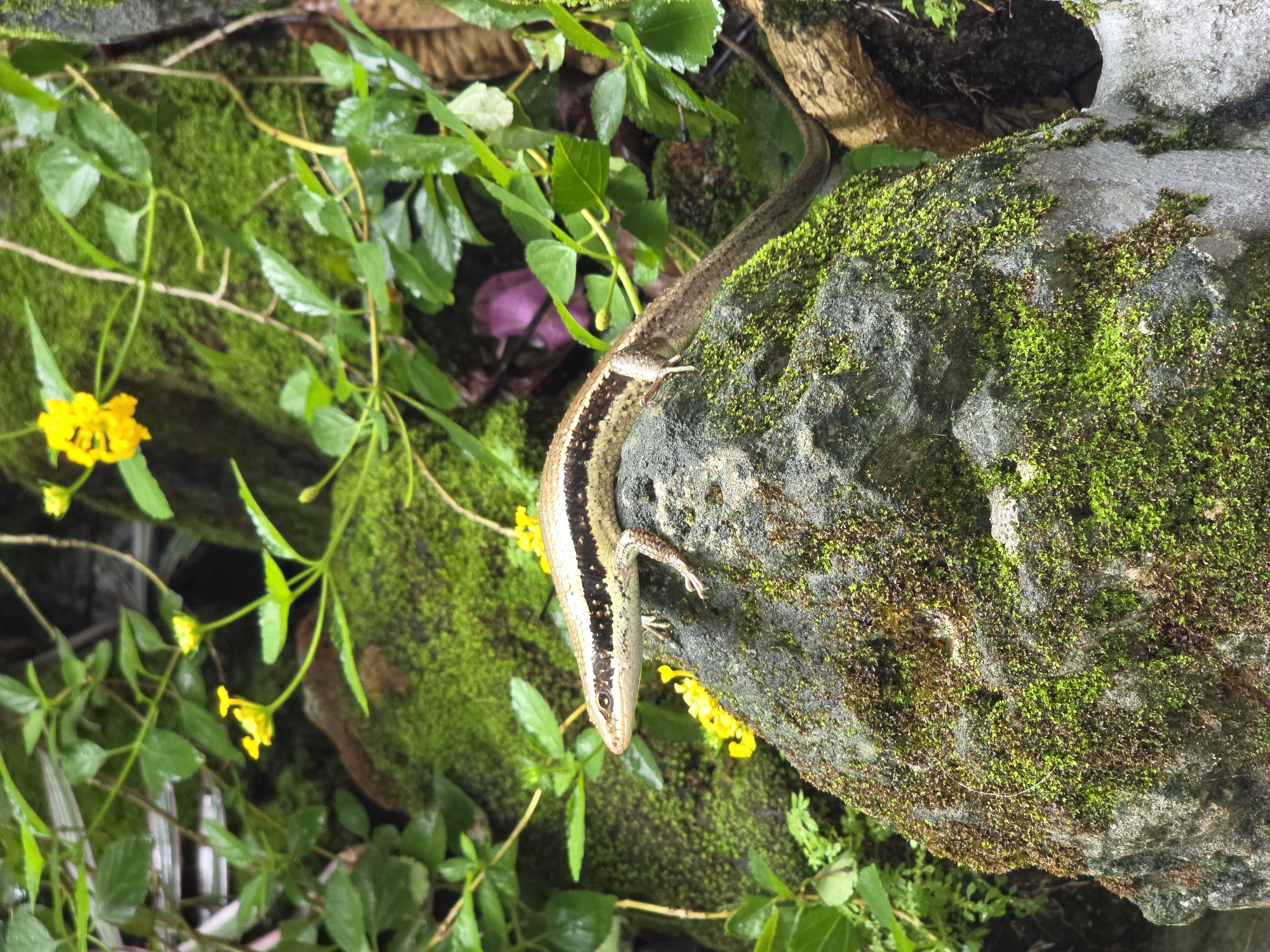 A lizard is seen on a moss-covered rock in a lush, green environment. The lizard is light brown with a dark stripe running down its back. Its legs are visible, and it appears to be stationary. The rock is covered in vibrant green moss and is surrounded by foliage, including green leaves and small yellow flowers. The location is likely Mũi Né, Vietnam, judging by the tropical vegetation and environment. The scene depicts a close-up of the lizard in its natural habitat.