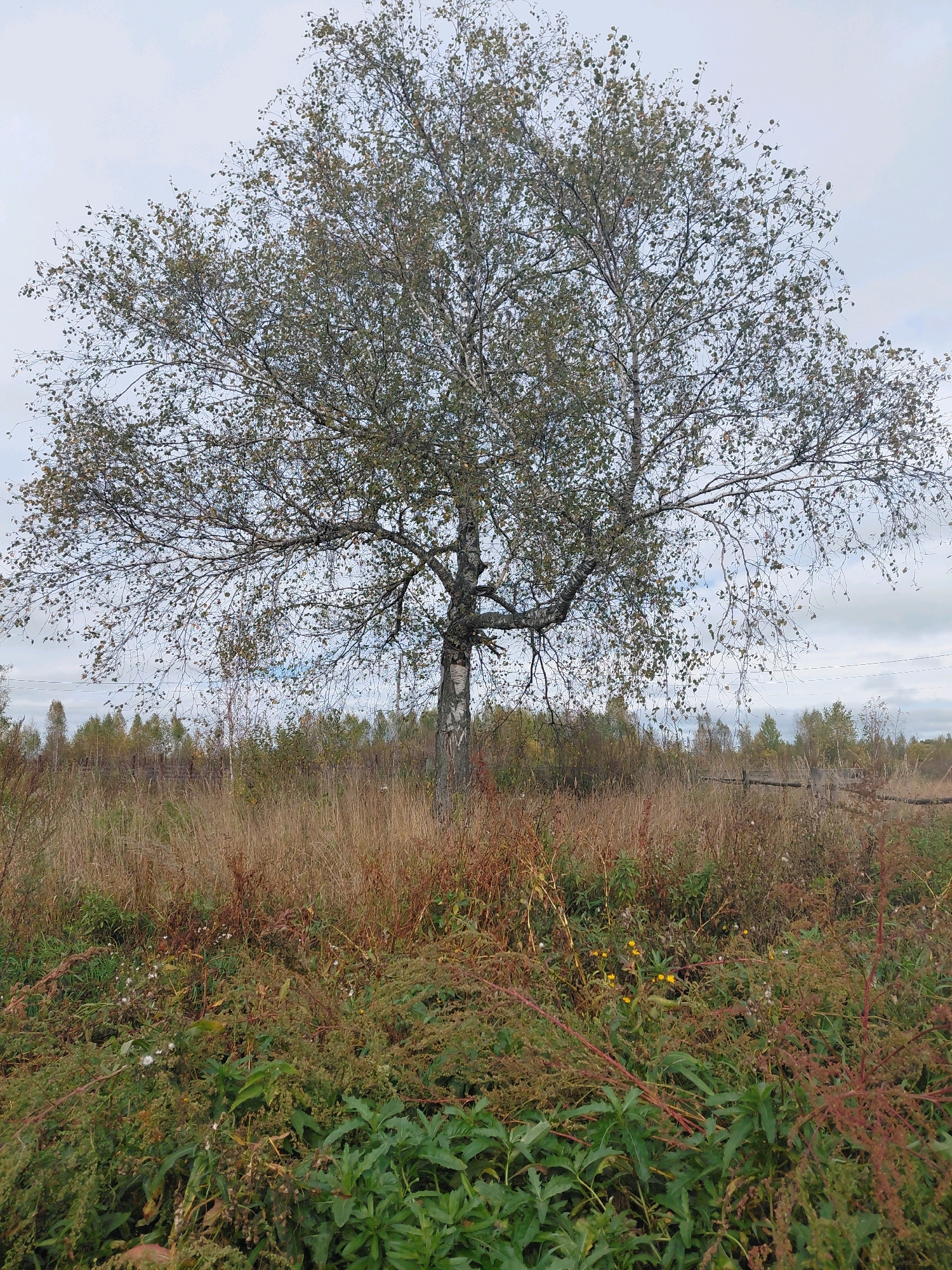 The image depicts a solitary birch tree standing in a field with tall, dry grass and scattered green foliage. In the background, a dense line of trees, some showing autumn colors, stretches across the horizon. A weathered wooden fence runs horizontally in the mid-ground. The sky is overcast with a pale, cloudy appearance. The scene appears to be an outdoor, natural environment, possibly a rural area on the outskirts of Malinovka, Russia, given the characteristic vegetation and landscape. There are no people or discernible actions taking place.