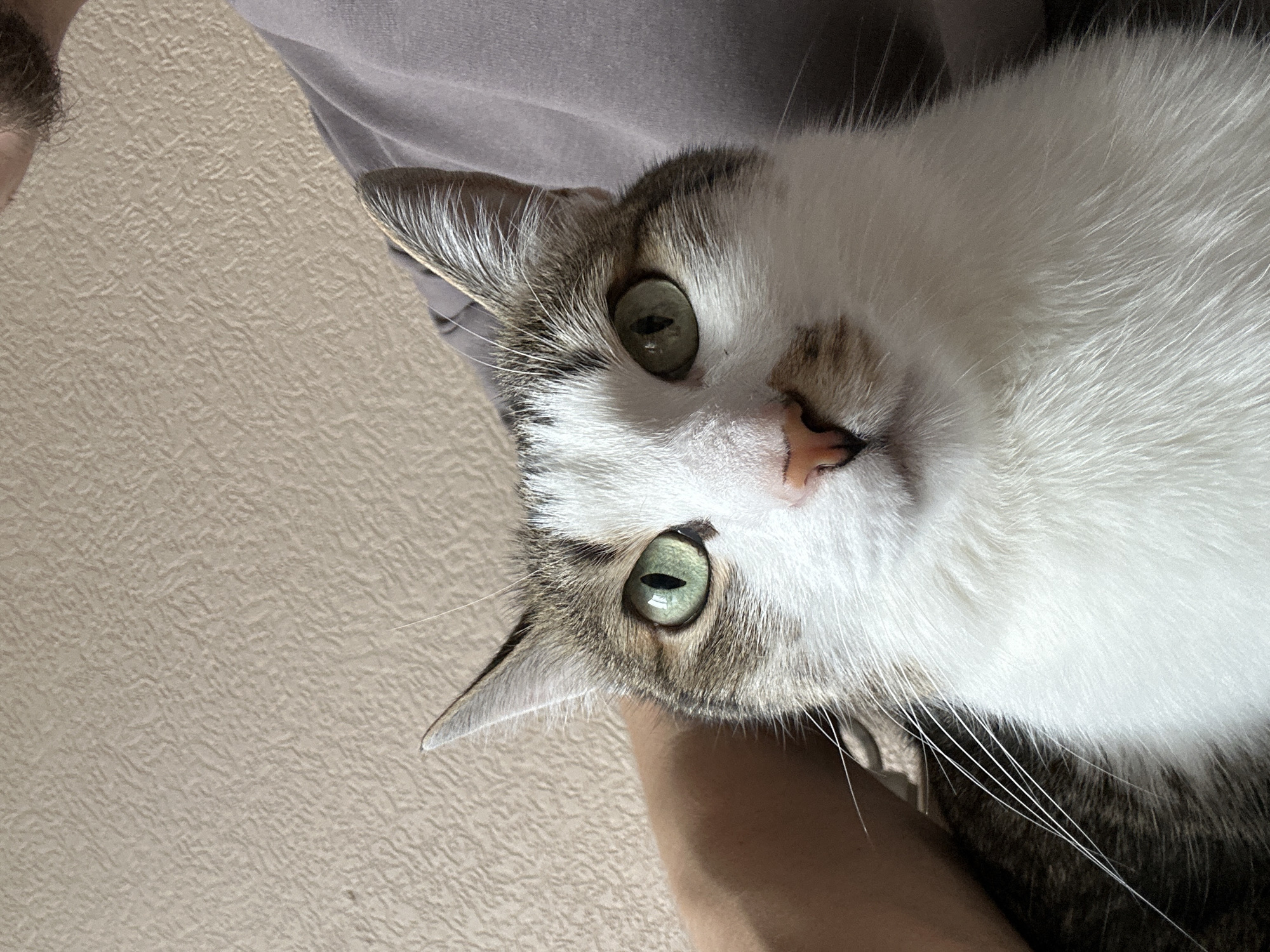 The image is a close-up, slightly angled view of a domestic cat being held. The cat has white fur mixed with patches of brown and grey. It has green eyes, and its nose appears pink. Long white whiskers are visible. The cat is being held by a person wearing a light gray or beige shirt. Part of the person's beard is visible in the upper left corner. The background consists of a light beige, textured wall. There is no information to suggest that the image was taken in Krasnoyarsk, Russia.