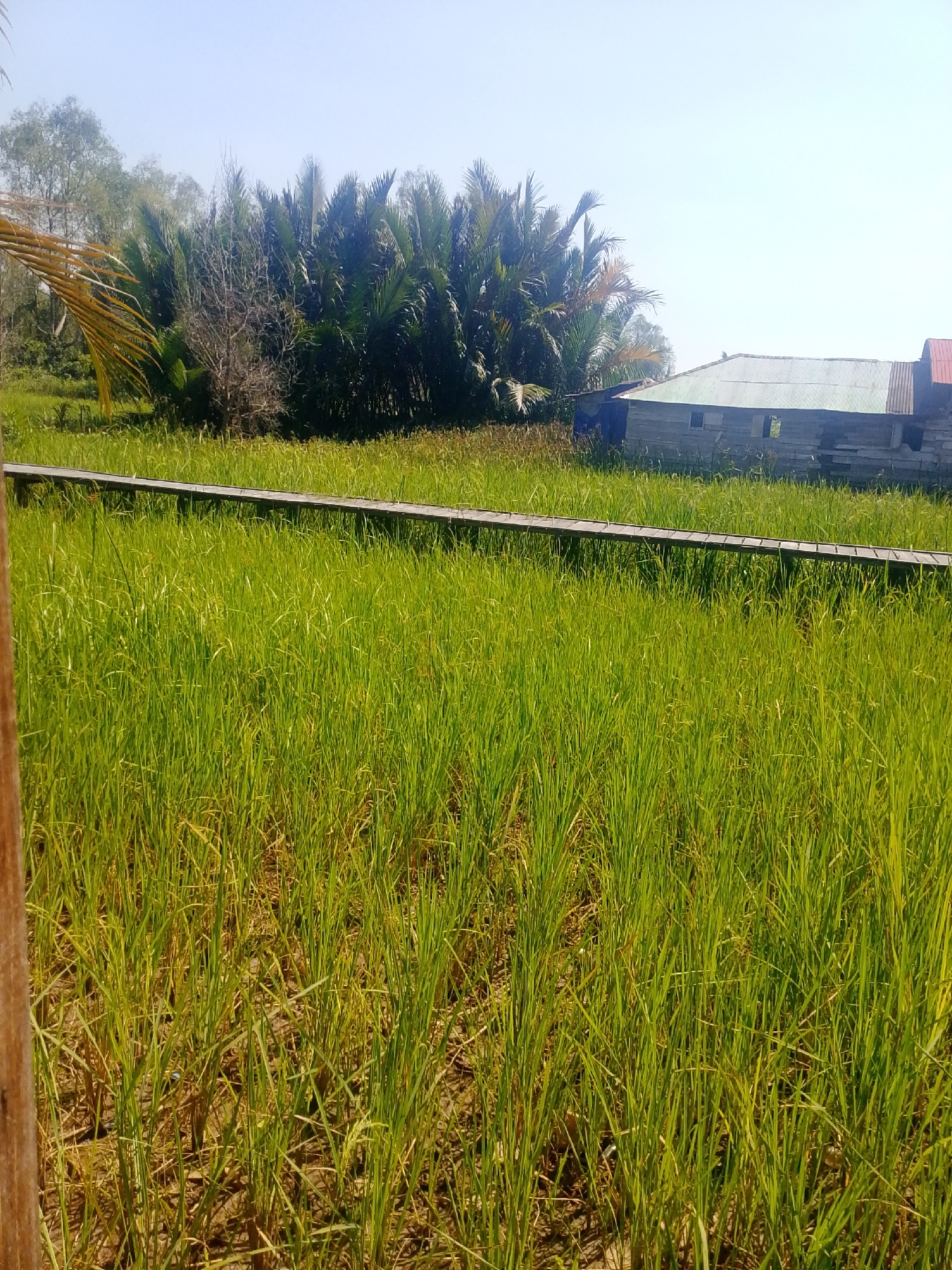 The image shows a landscape in Tatah Bangkal, Indonesia. A wooden walkway extends across a field of lush green rice paddies. In the background, a cluster of palm trees and a rustic wooden building with a corrugated metal roof are visible. The sky is clear and blue. The scene depicts a rural environment with agricultural activity and simple structures.