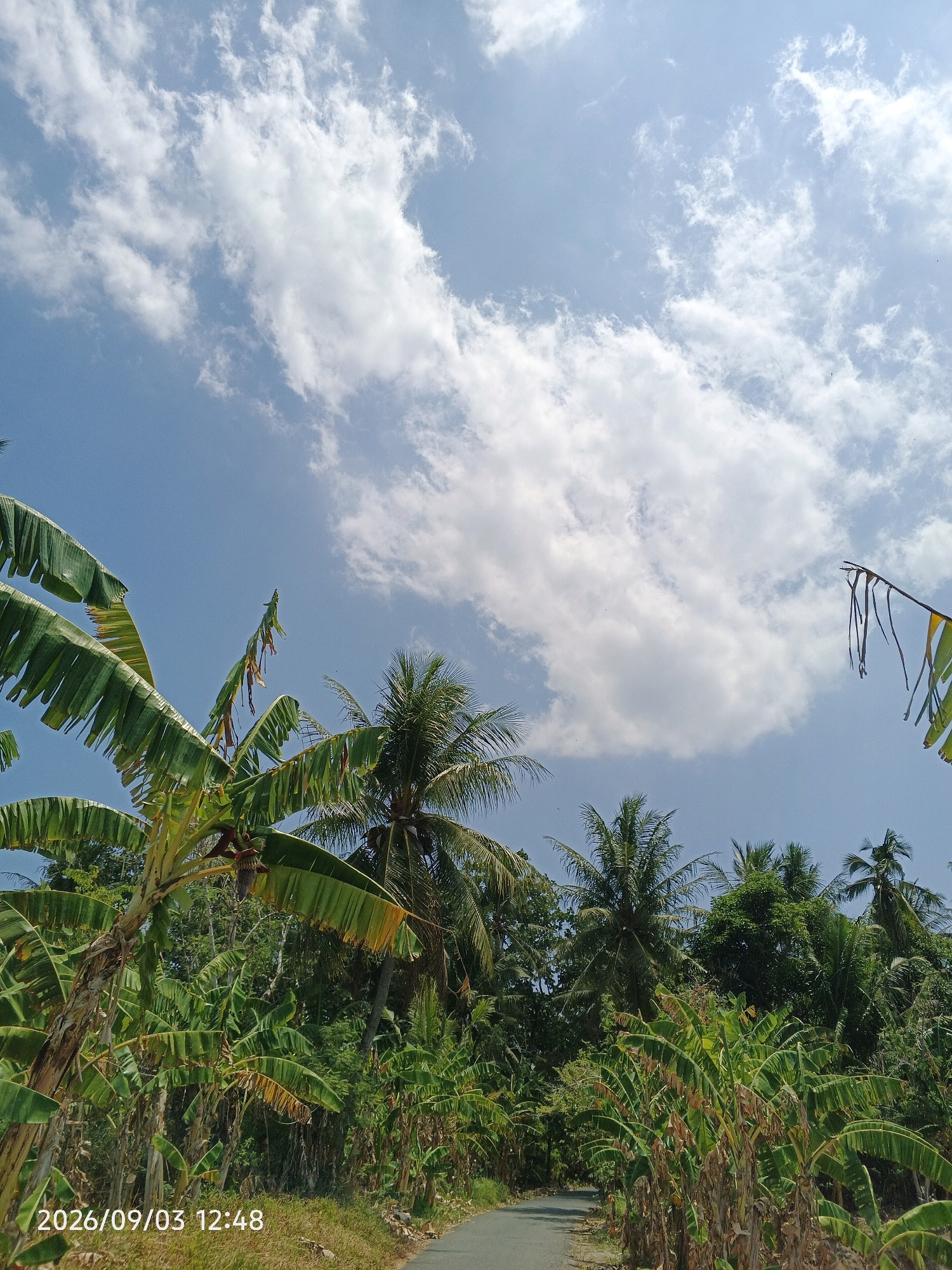 The image depicts a scenic view of a rural road lined with abundant banana trees and towering palm trees under a clear blue sky adorned with fluffy white clouds. The foreground is dominated by the lush green leaves of banana plants, some showing signs of dryness or browning, indicating a tropical climate. A paved road curves gently into the distance, disappearing between the dense vegetation. In the background, various types of trees, including coconut palms, create a verdant canopy. The timestamp "2026/09/03 12:48" is visible in the lower left corner, suggesting the photograph was taken on September 3, 2026, at 12:48 PM. The overall scene is tranquil and evokes a sense of natural beauty in a tropical landscape, likely in the city of Pinrang, Indonesia, given its common association with such agricultural scenery.