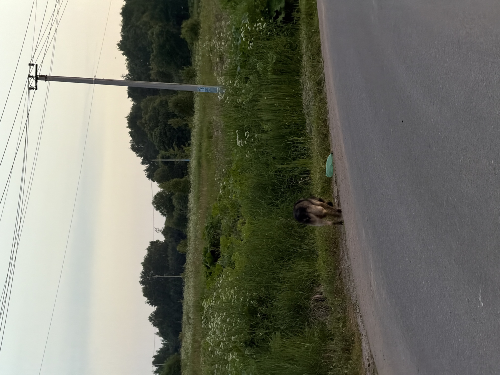 A medium-sized, dark-colored dog is walking away from the camera on the edge of an asphalt road in Satino-Russkoe, Russia. The dog's hindquarters are visible, showing a mix of dark brown and tan fur. To the left of the dog, on the grassy verge of the road, is a crumpled green plastic bag. The road stretches into the foreground, appearing to be a rural route. In the background, a field of tall green grass and white wildflowers extends to a line of dense trees. A utility pole with wires stretches vertically in the mid-ground, with a sign attached to it. The sky above is overcast with soft, pale light, indicating it is likely dawn or dusk.
