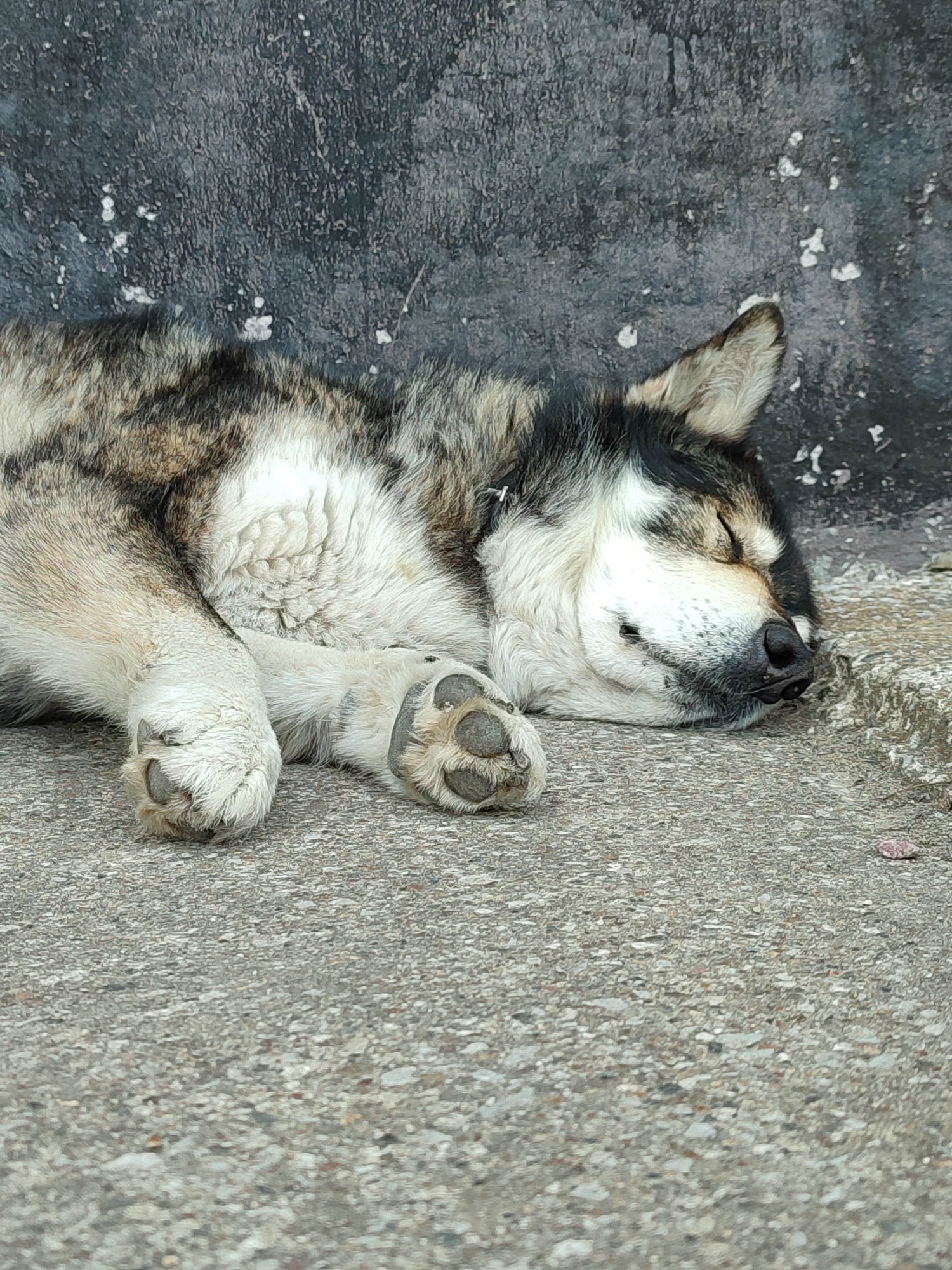 The image shows a dog sleeping on a concrete surface, likely a sidewalk or street. The dog is medium-sized with predominantly gray and white fur and some black markings. The dog's paws are visible and appear to be curled slightly. The dog's eyes are closed, and it appears relaxed. The background is a dark, textured wall, possibly concrete or stone. Based on the prompt, the location is implied to be Gremyachinsk, Russia. The scene is quiet and still, suggesting a moment of rest in an urban environment.