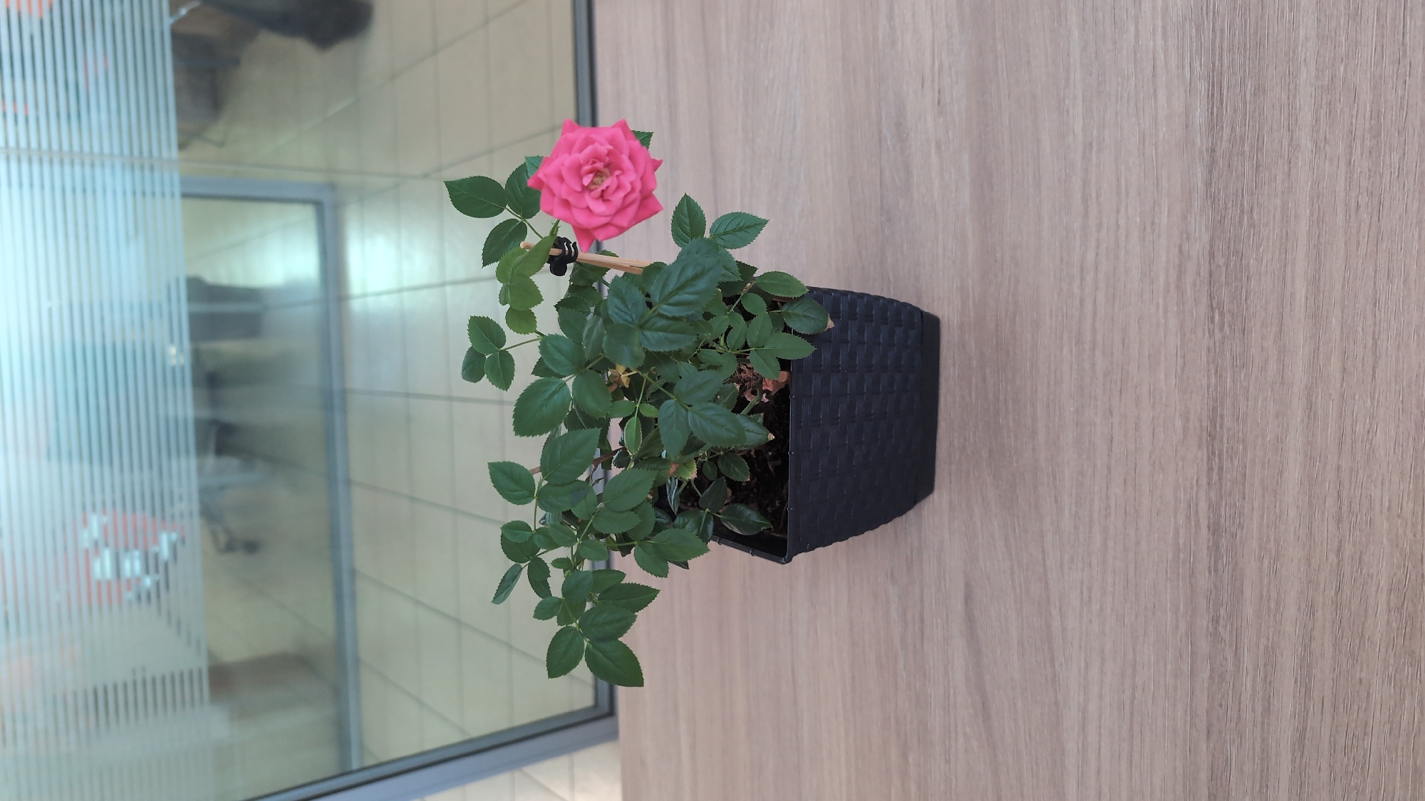 A potted miniature rose plant with a single pink bloom sits on a light brown wooden desk. The plant is in a square black plastic pot with a woven texture. The background is a glass partition with horizontal frosted stripes, through which a tiled floor and indistinct office furniture are visible. The scene appears to be indoors, possibly in an office or commercial space in Burgas, Bulgaria.