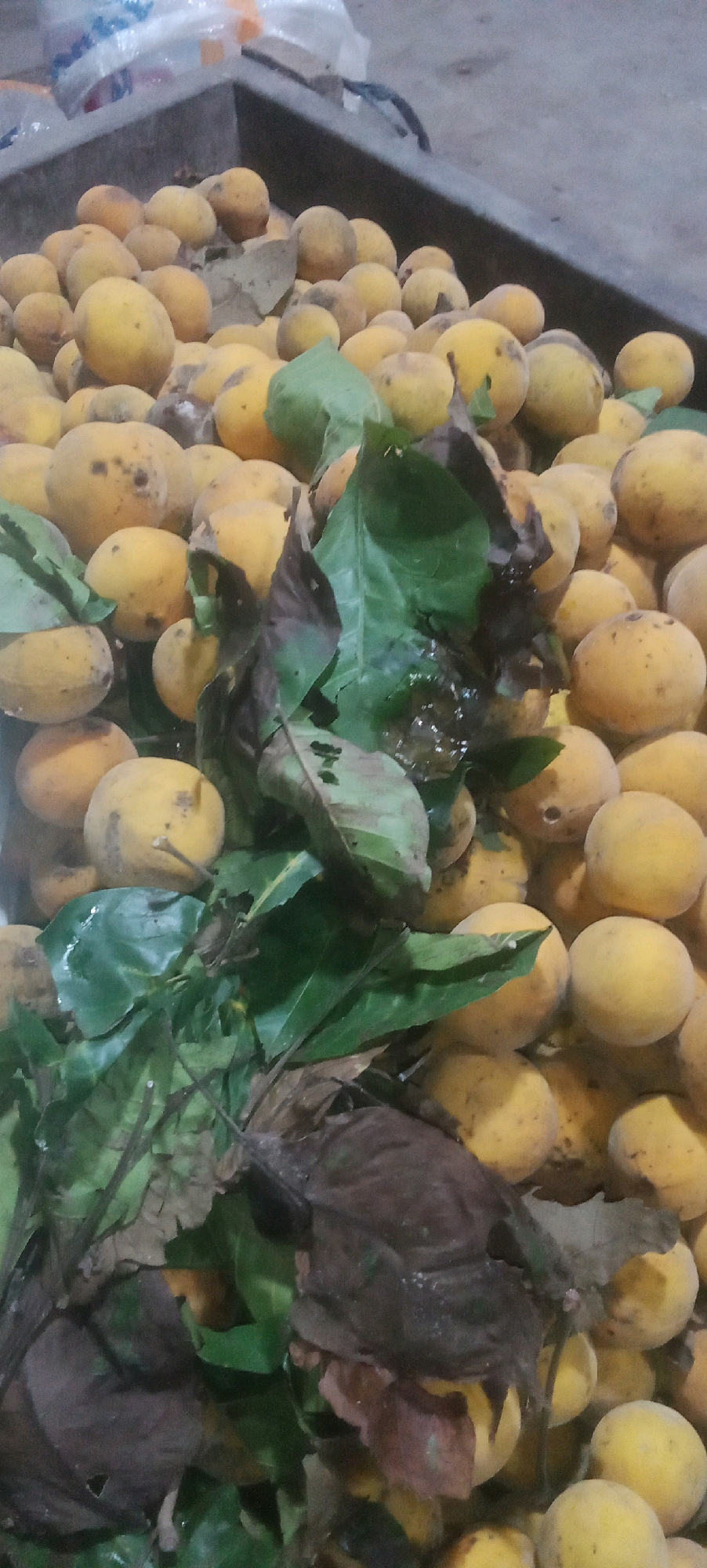 The image depicts a close-up, high-angle shot of a large quantity of yellow-orange fruits, likely Santol, piled in a dark grey, rectangular bin. The bin is partially filled, with the fruits reaching close to the brim. Several green leaves and some withered brown leaves are scattered amongst the fruits, some appearing wet and glistening. The fruits themselves vary slightly in size and shape, with some showing small blemishes or spots. The background is out of focus, showing a glimpse of what appears to be plastic packaging, possibly white bags, and a grey, possibly concrete or paved, surface. The lighting is dim, creating shadows and highlighting the texture of the fruits and leaves. No people are visible in the image, and no specific location within Karawang, Indonesia, can be determined solely from the visual information.