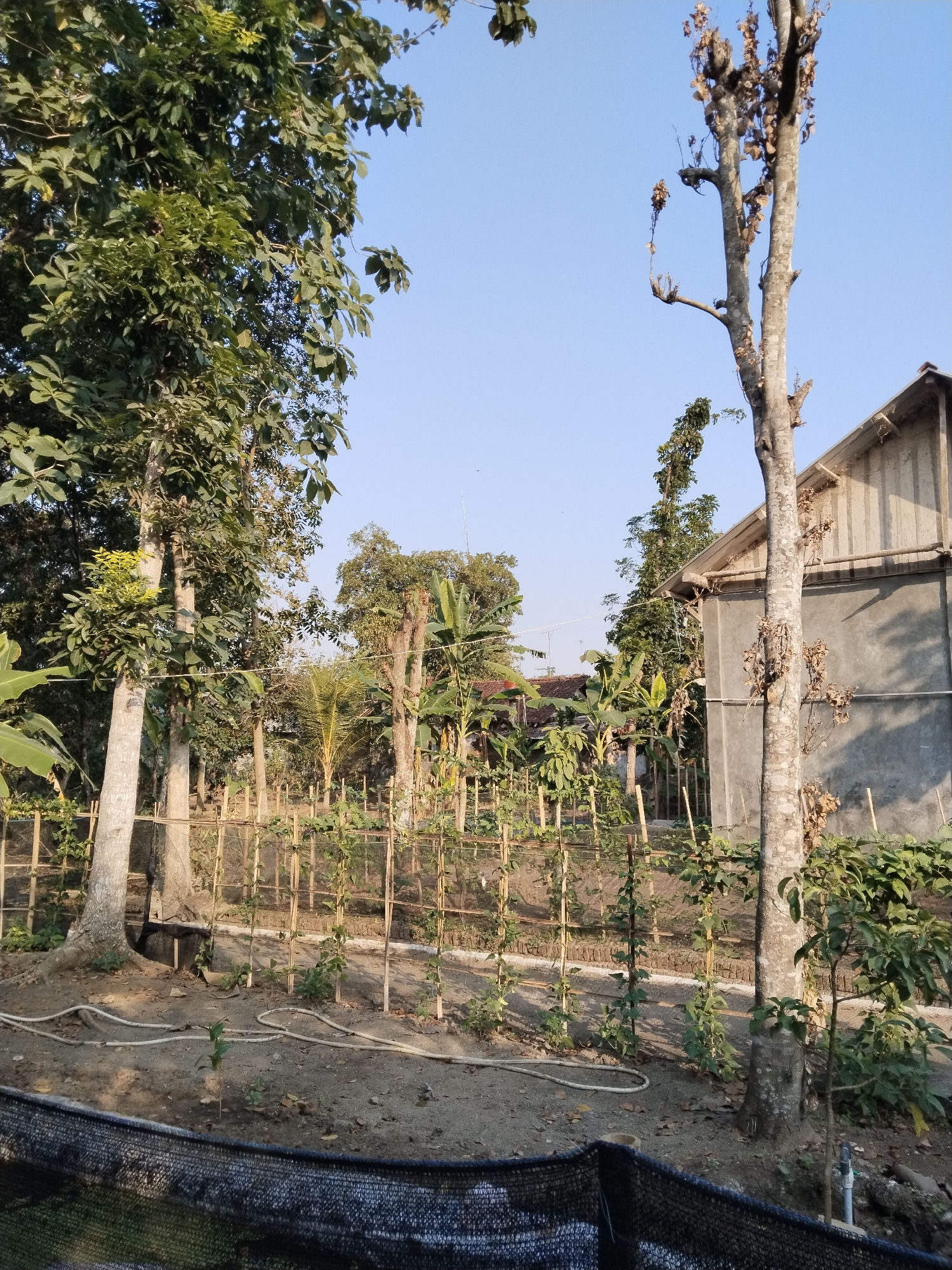 This image captures a garden scene in Sindangrasa, Indonesia, under a clear blue sky. In the foreground, a dark mesh fence runs horizontally across the bottom of the frame. Behind it, a dirt path is visible, with a white hose snaking across it. Several young plants are growing in the garden bed, supported by a rustic bamboo trellis.

Dominating the left side of the image are two large trees with lush green foliage, their trunks appearing thick and aged. To the right, a tall, bare tree with gray bark stands prominently, its branches reaching towards the sky. Adjacent to this tree is a grey concrete building with a sloping roof, possibly a house or other structure.

In the midground, a variety of trees and plants create a dense, green backdrop. Banana trees with large leaves are interspersed with other vegetation. The overall impression is one of a semi-rural or suburban garden, perhaps a backyard or a small farm plot, with elements of both natural growth and cultivated areas. The lighting suggests it is daytime, likely morning or late afternoon, given the long shadows.