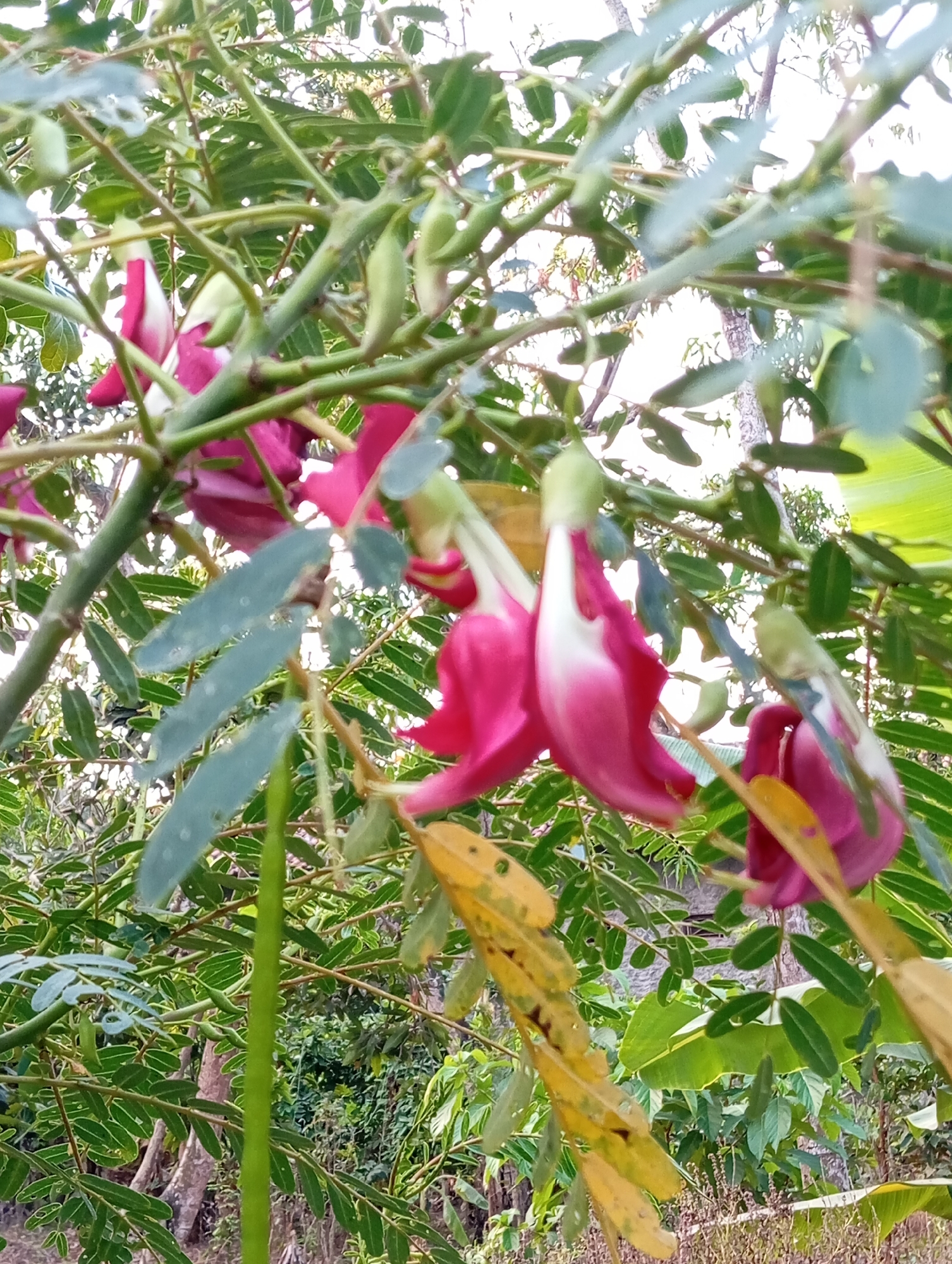 The image shows a close-up of a tree with vibrant pink and white flowers, possibly Sesbania grandiflora, commonly known as hummingbird tree. The flowers hang in clusters, with some showing their distinct hooded shape. The leaves are compound and feathery, and the branches are green and slightly woody. In the background, there are hints of other vegetation and foliage, suggesting a natural or semi-natural environment. The lighting appears to be natural daylight, casting soft shadows. The image is shot from a slightly upward angle, focusing on the flowers and branches. There are no people or specific structures visible that would indicate a precise urban location, though the mention of Sudikampiran, Indonesia, suggests a tropical or subtropical setting. The scene is tranquil and emphasizes the beauty of the flowering tree.