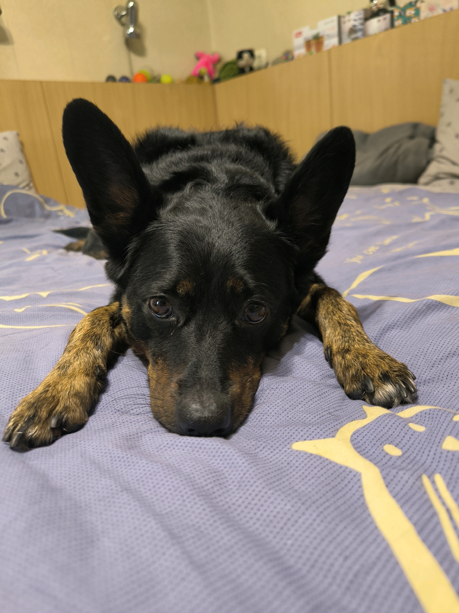 A black and tan dog with large ears rests its head on its paws on a bed with purple and yellow striped bedding. The dog is facing the camera. The background shows a wooden headboard with various objects on it, including toys and decorative items. The scene is indoors, likely in a bedroom. The location is not specified in the image or its context as Mykolaiv, Ukraine.