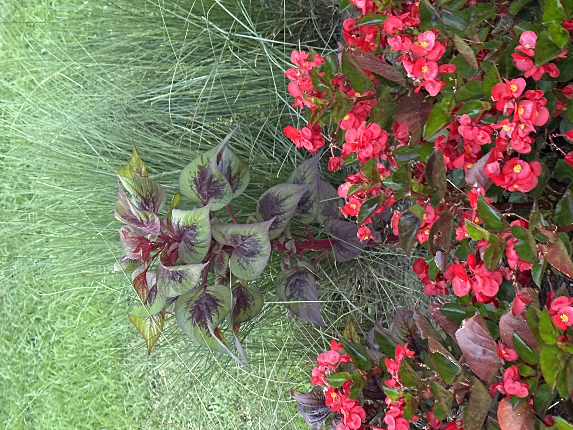 An outdoor, eye-level, full-shot photograph captures a dense, vibrant garden bed filled with flowering plants and foliage. In the foreground and midground, a profusion of bright red begonia flowers dominate the scene, their delicate petals clustered on bushy green stems. Interspersed among the begonias are larger, darker leaves with striking purple and green patterns, belonging to a coleus plant. Behind the flowering plants, tall, wispy green grasses form a soft, verdant backdrop, their slender blades creating a textured, slightly blurred effect. The lighting suggests an overcast day, with soft, diffused light illuminating the plants. There are no people or animals visible in the image. The setting appears to be a well-maintained garden, possibly in a park or residential area within Sochi, Russia, given the lush vegetation and manicured appearance.