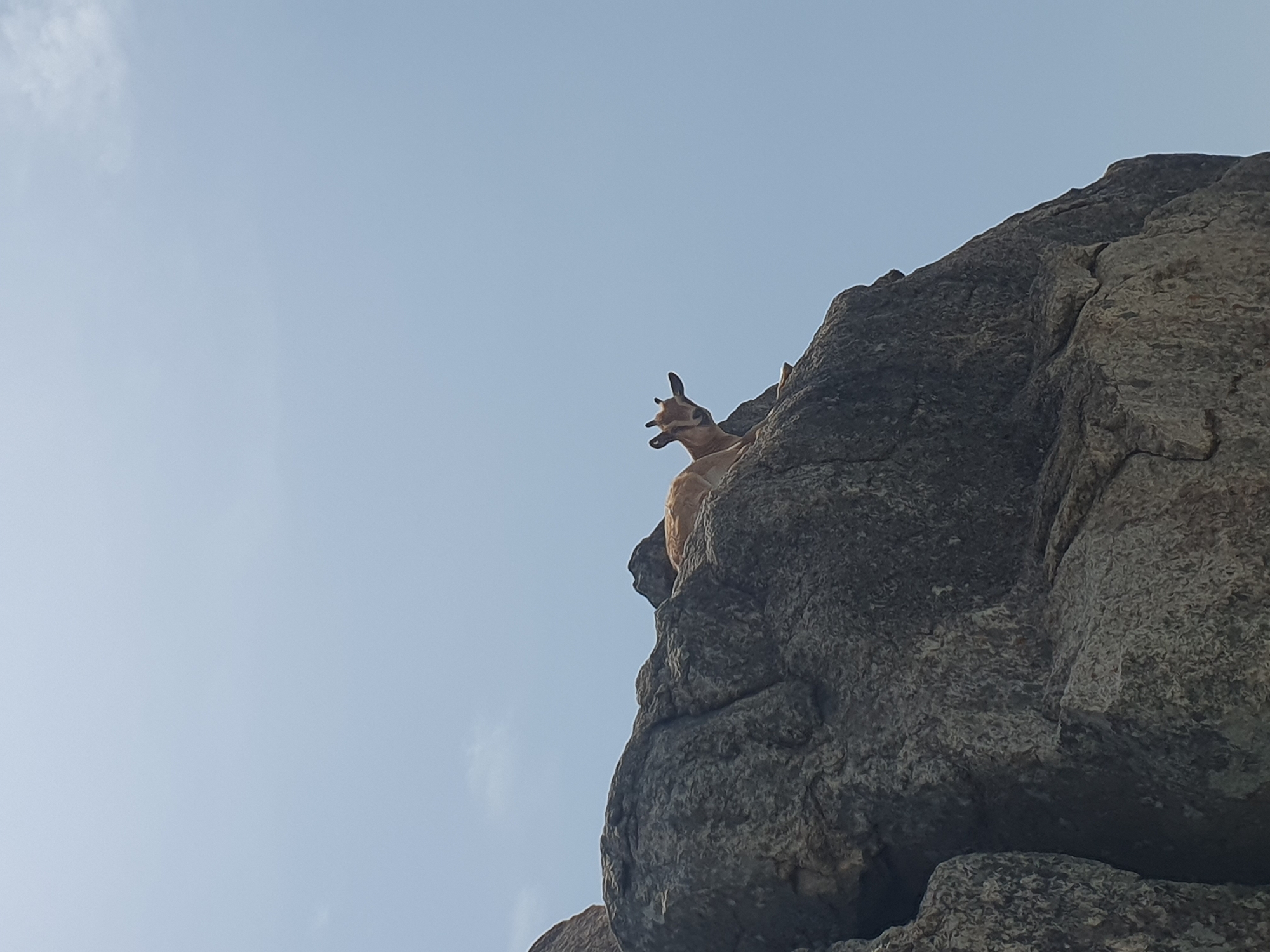 A goat with light brown fur and short, dark horns rests on a large, gray rock formation. The goat is facing the camera, with its head tilted slightly to the left. The background is a clear, pale blue sky. The scene appears to be outdoors, possibly in a mountainous or rocky area. The image does not provide information about the city of Gura Top, Nigeria.