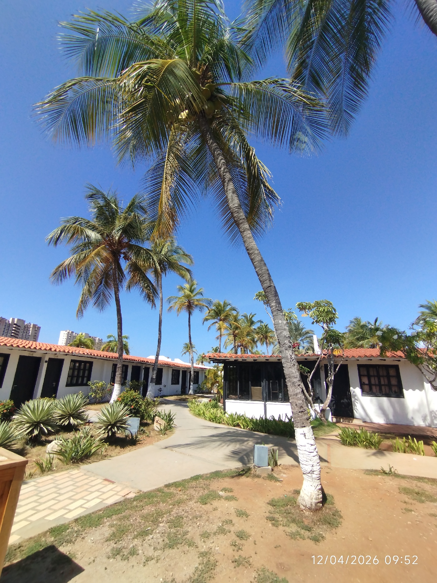 The image shows a tropical scene at a resort in Porlamar, Venezuela, on April 12, 2026, at 09:52. The focus is on a courtyard with a paved walkway lined with white, one-story buildings with red tiled roofs, presumably guest accommodations. The buildings have black windows and doors. Palm trees are scattered throughout the scene, casting shadows on the walkway and surrounding ground. The ground is a mix of grass and bare earth. Succulent plants and other greenery are planted near the buildings. The sky is clear and blue. In the background, taller buildings are visible, indicating the location within the city. There are no people visible in the image. The overall impression is of a calm and sunny resort environment.